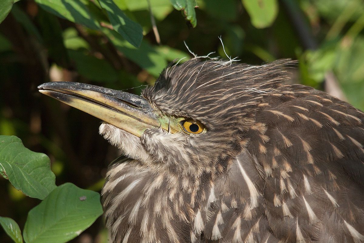 Primo piano di nitticora