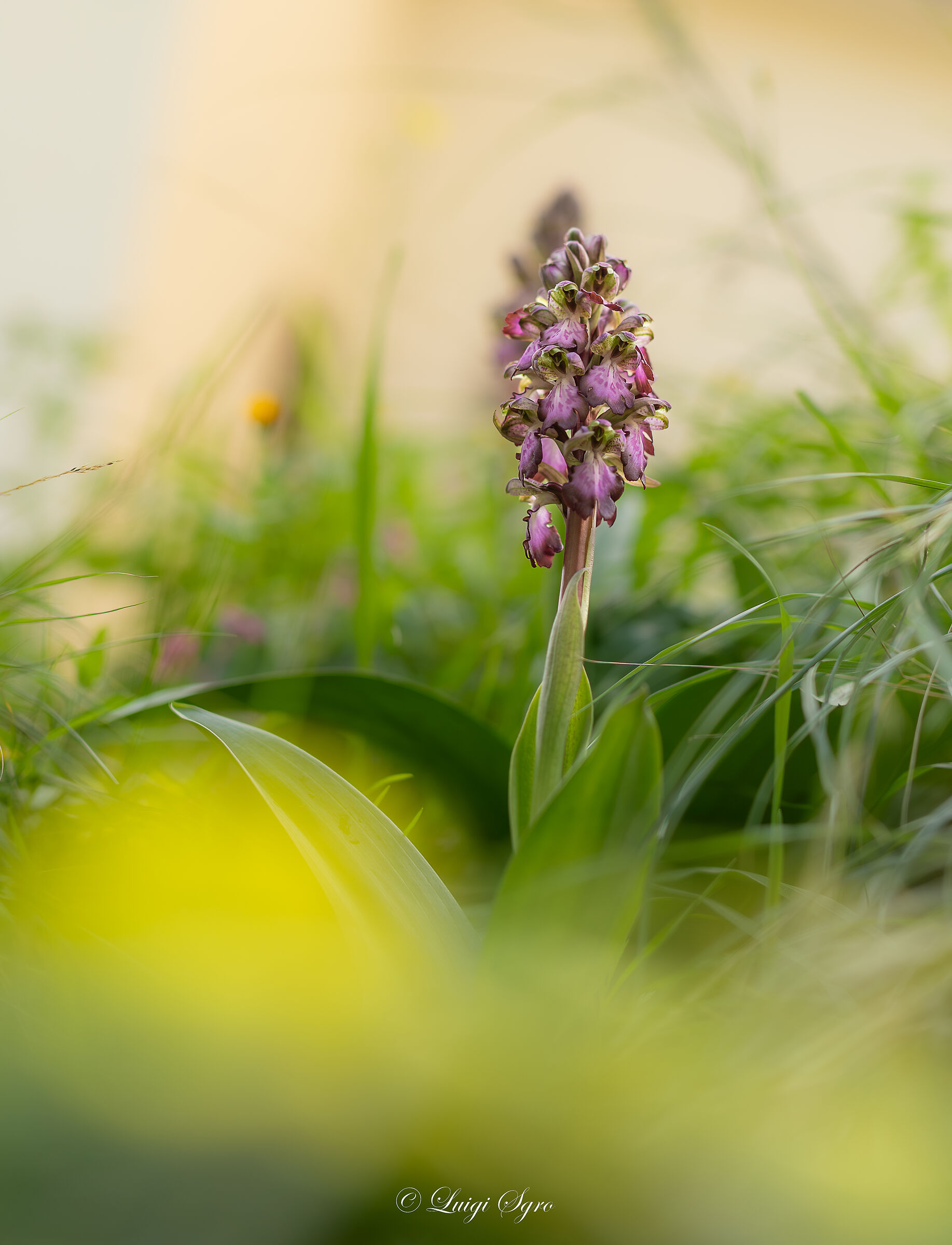 Himantoglossum robertianum