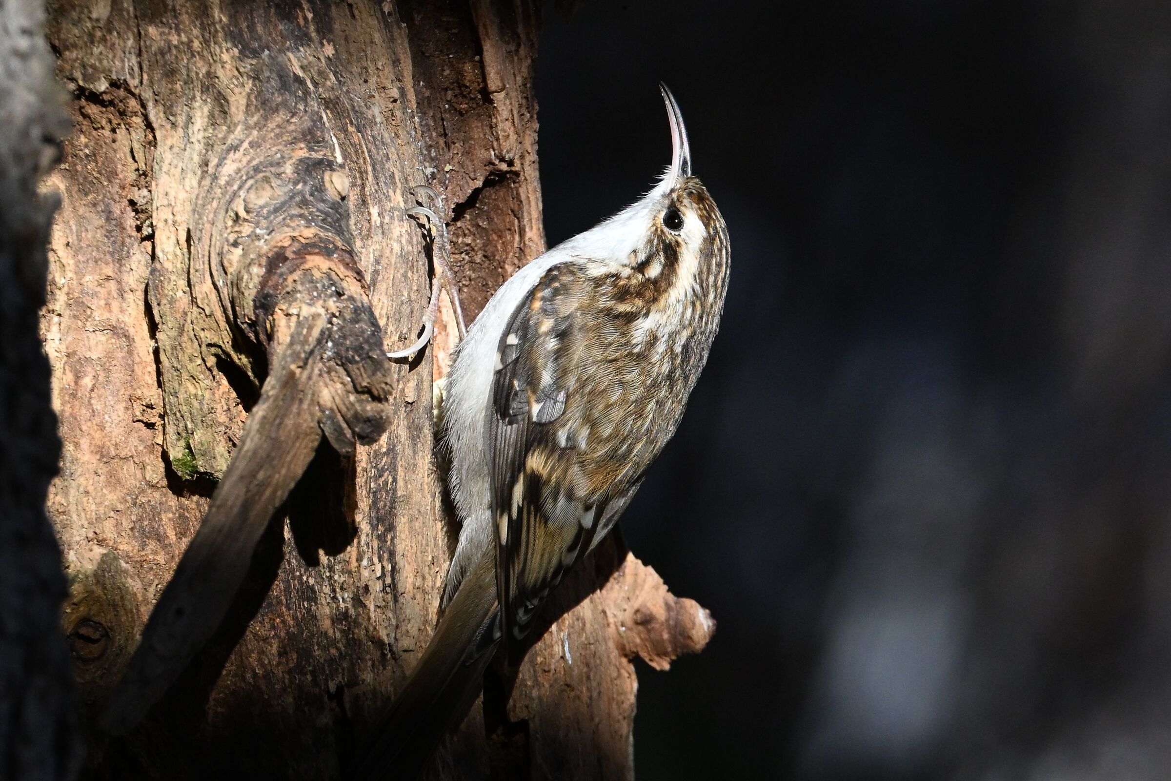 Alpine Treecreeper