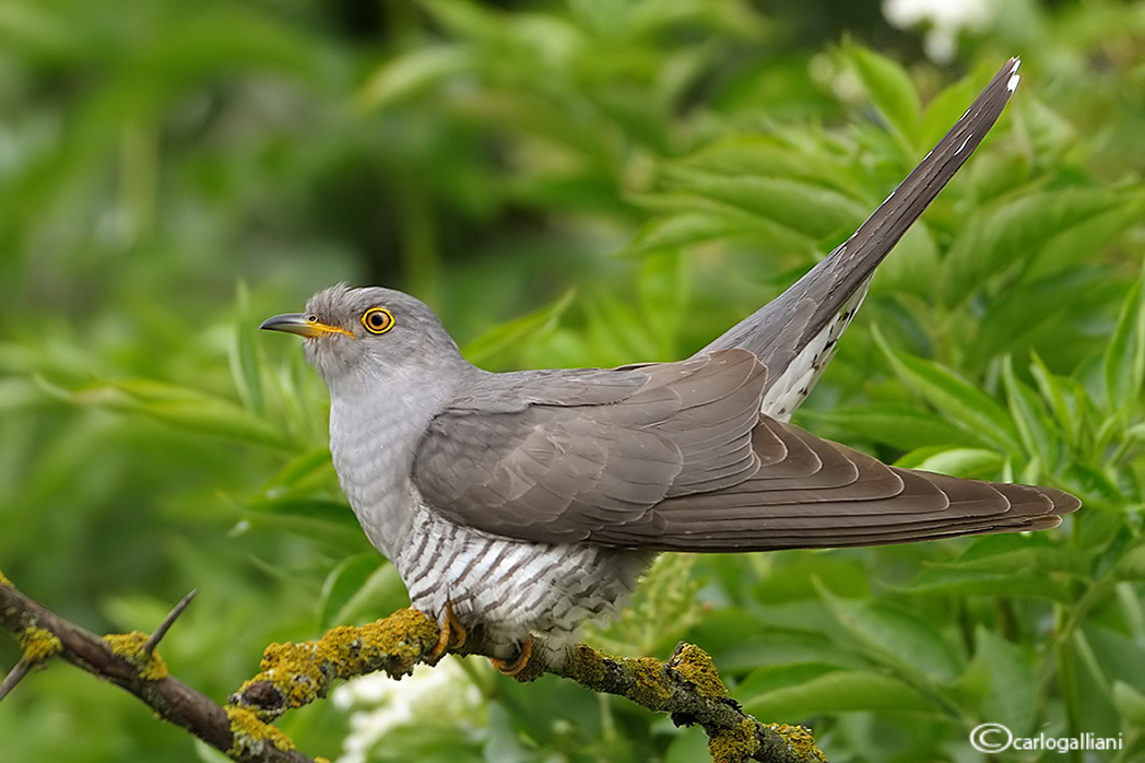 Cuckoo