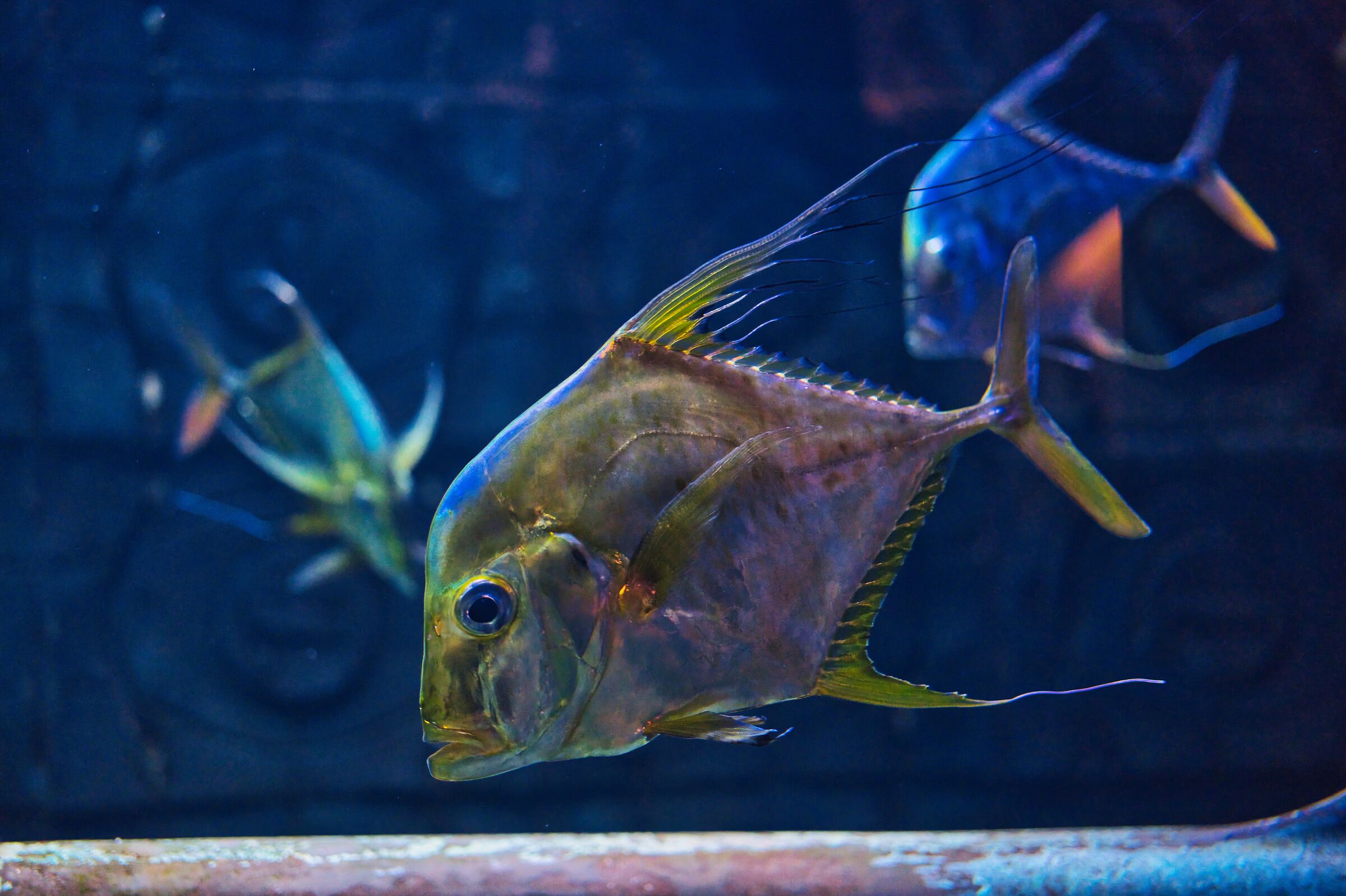 Pesciolini Dubaiani 2