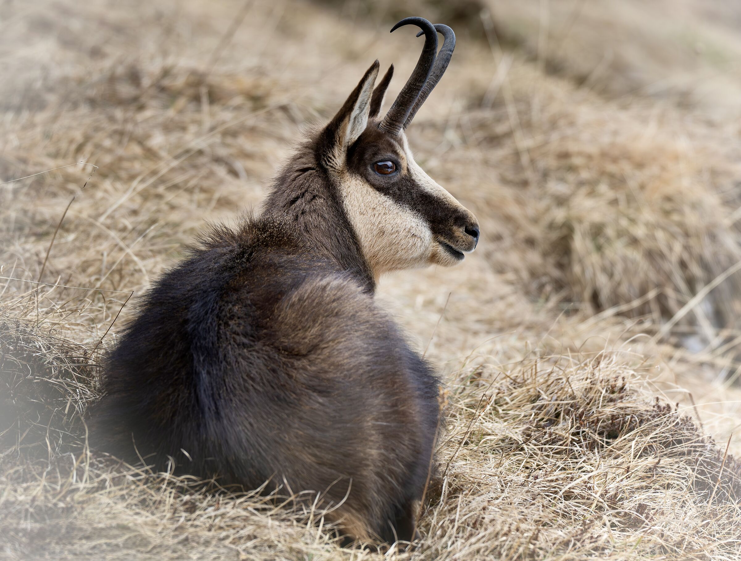 Il mio camoscio d'oro