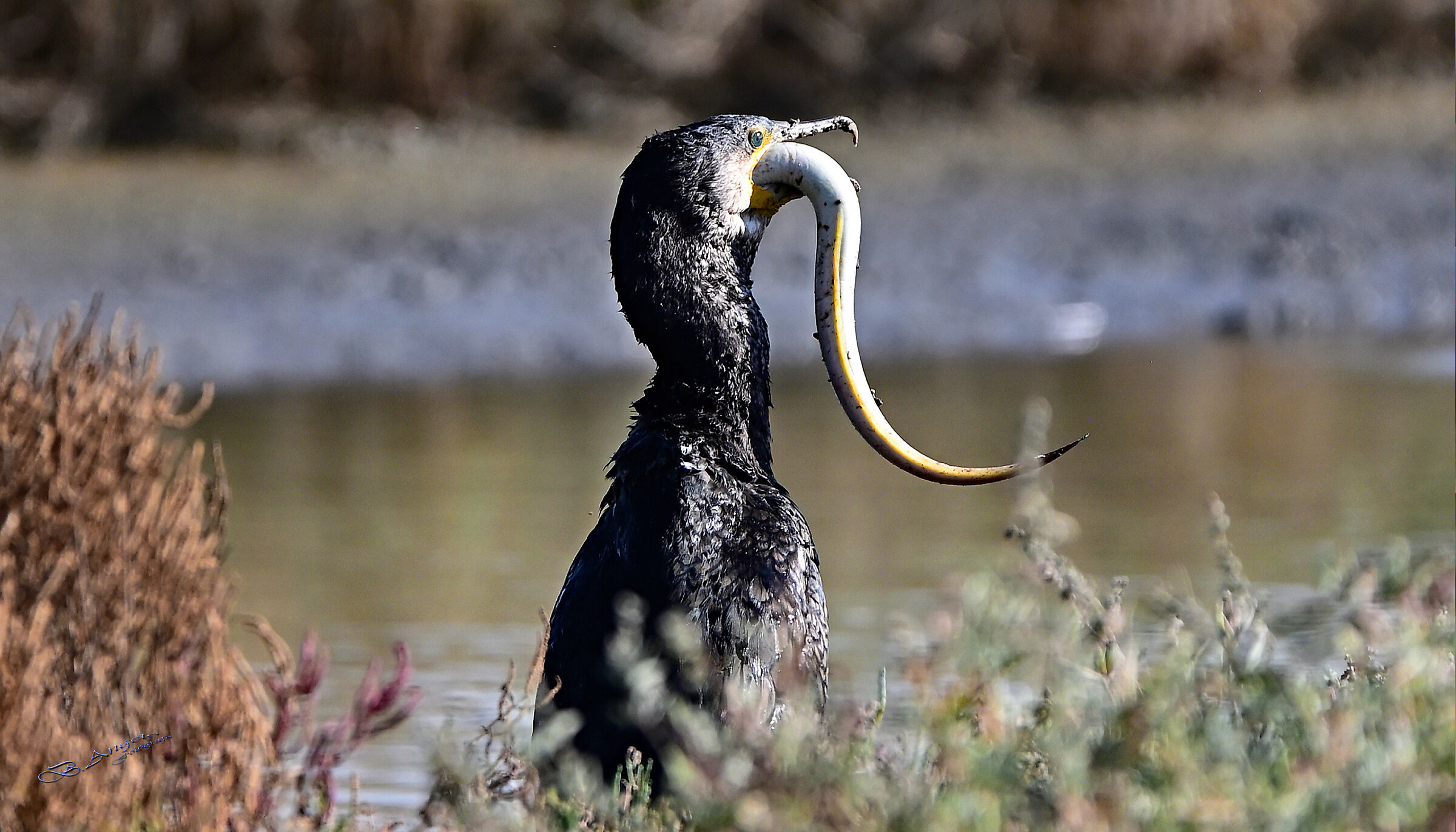 " Cormorano con Capitone "