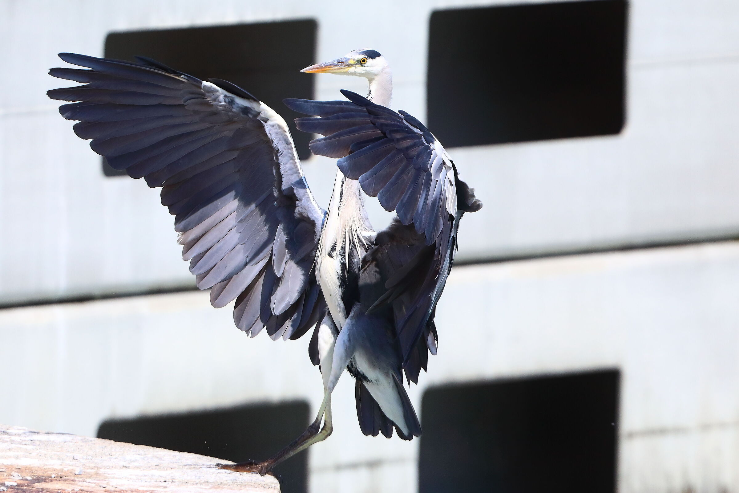 Cenerino 18 agosto 2025 - 0067