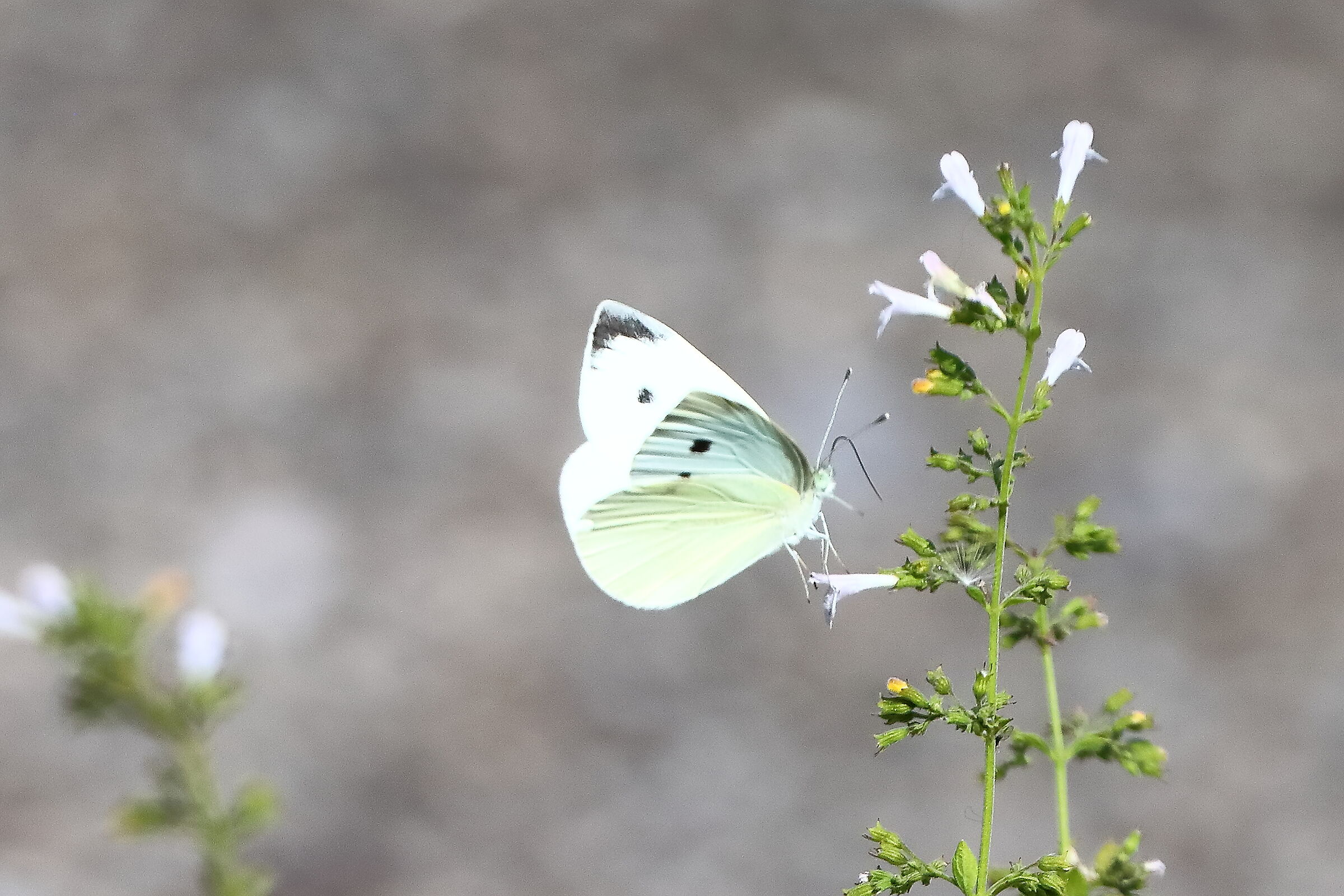 Cavolaia M 18 agosto 2025 - 0078