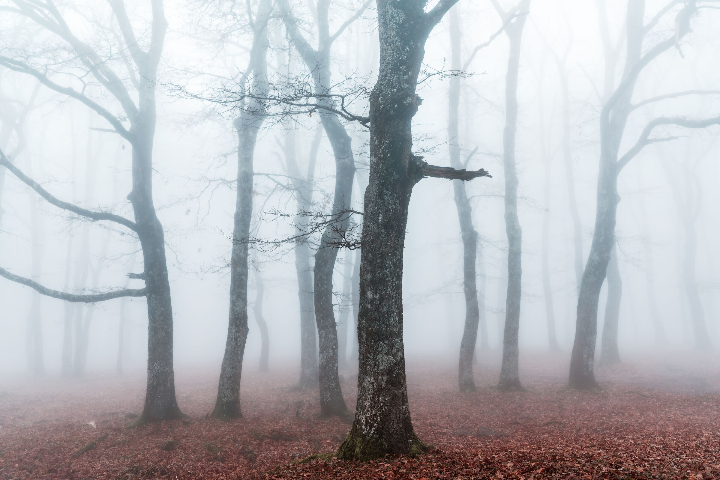 Bosco Spinapulci - Gargano