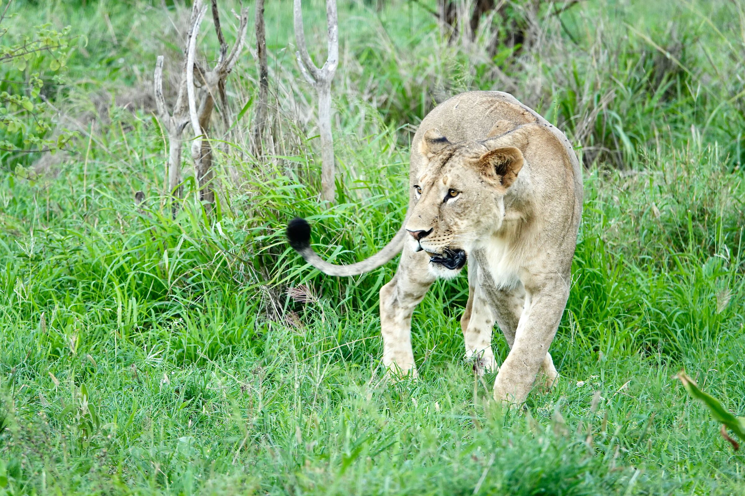 Among the herbs of Kenya