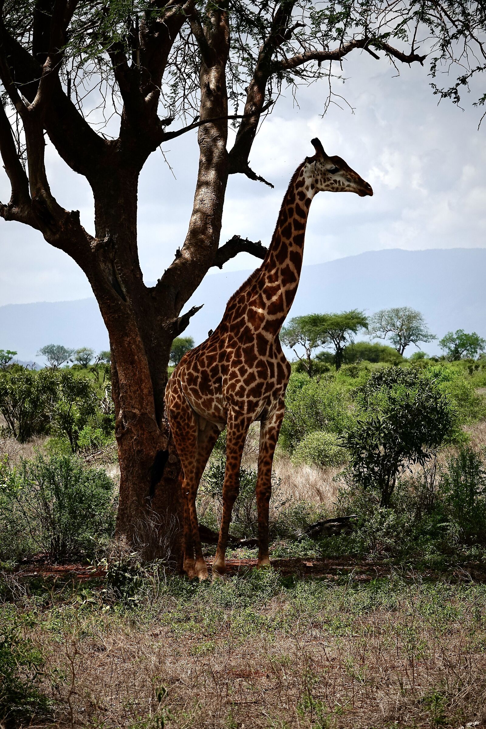 Sentinel of the Savannah