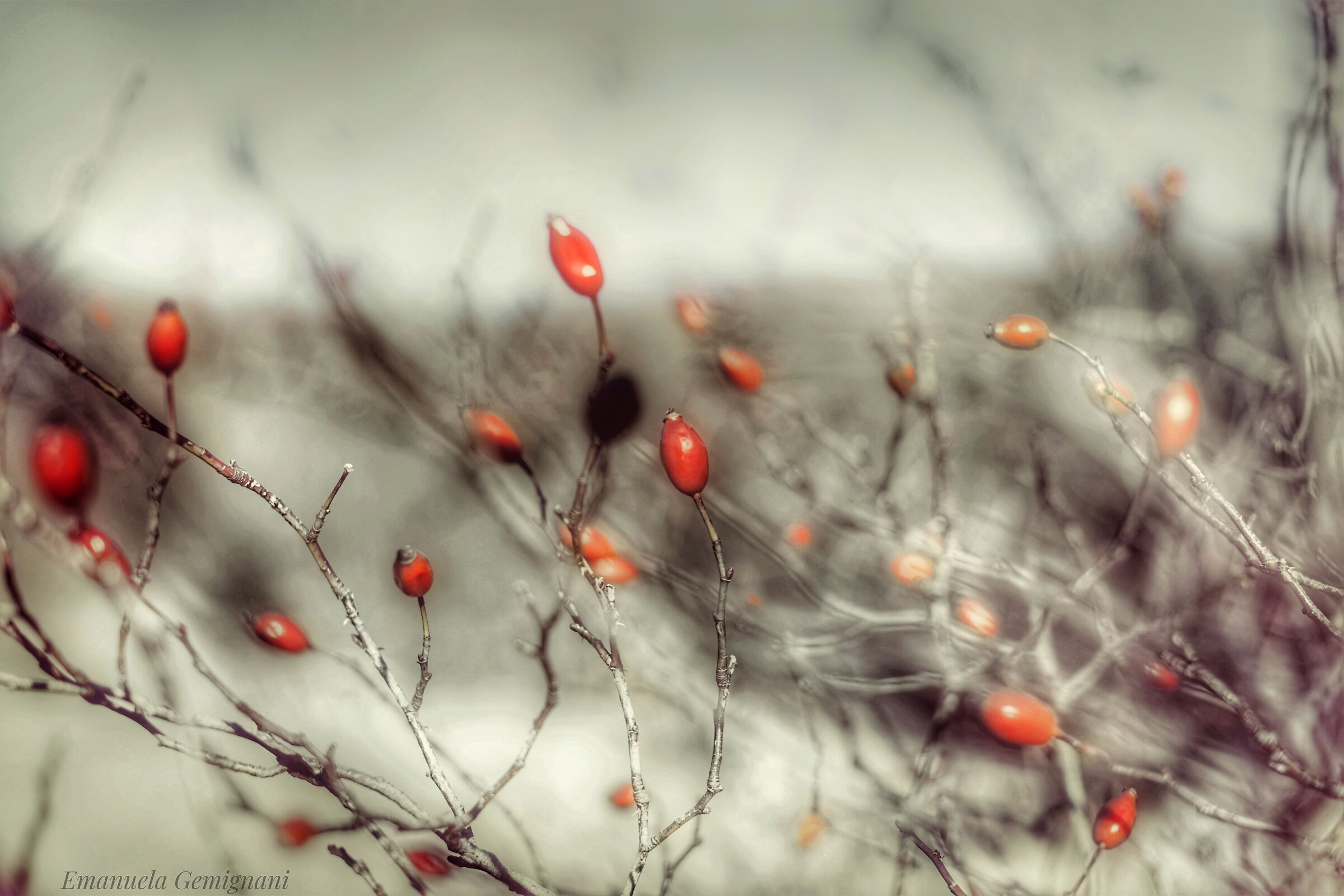 Rosehip berries