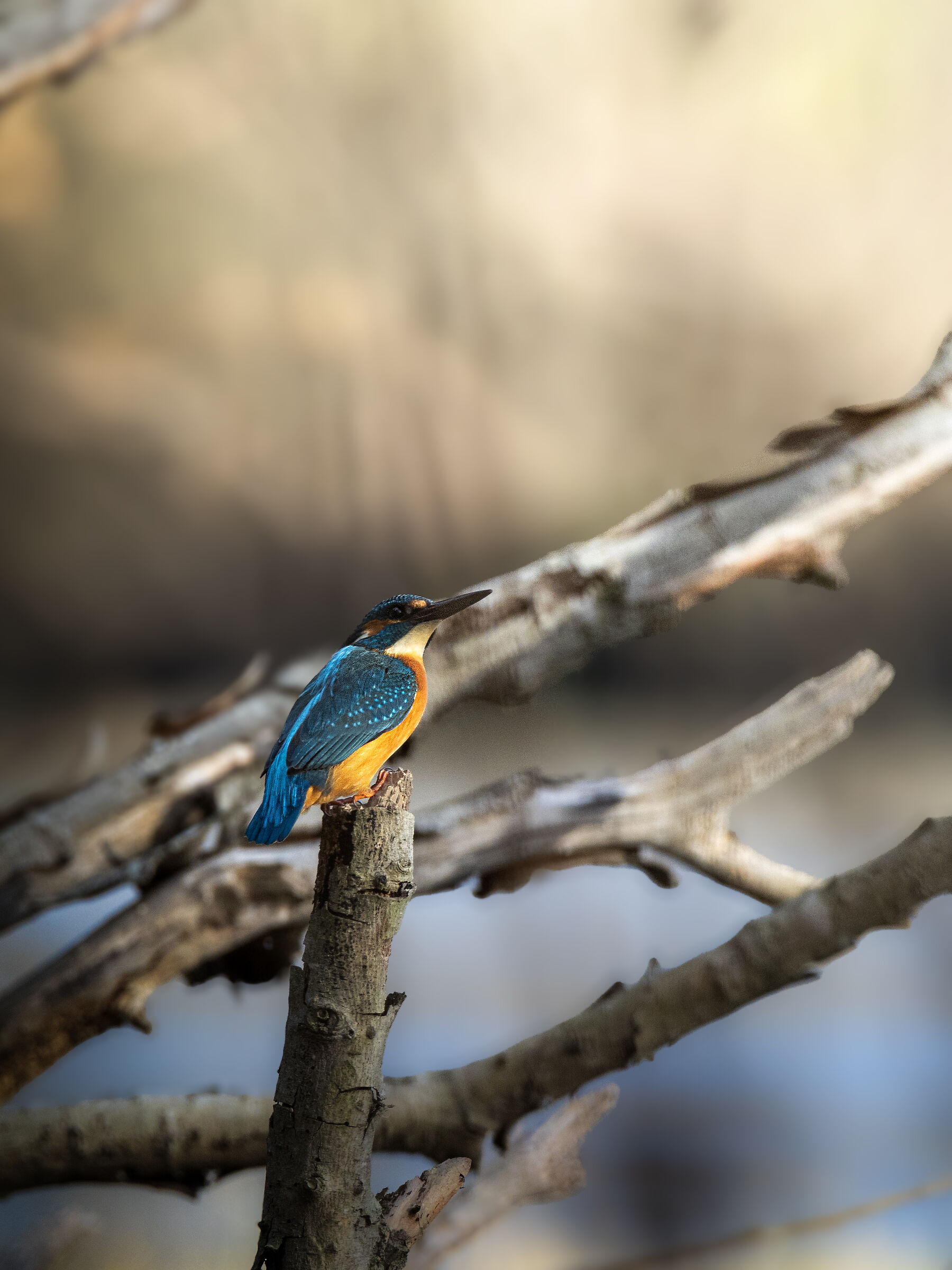 Kingfisher