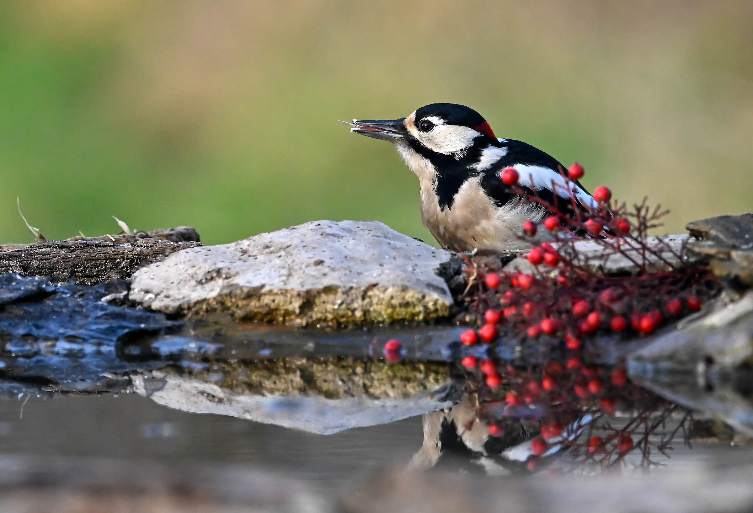 Spotted woodpecker
