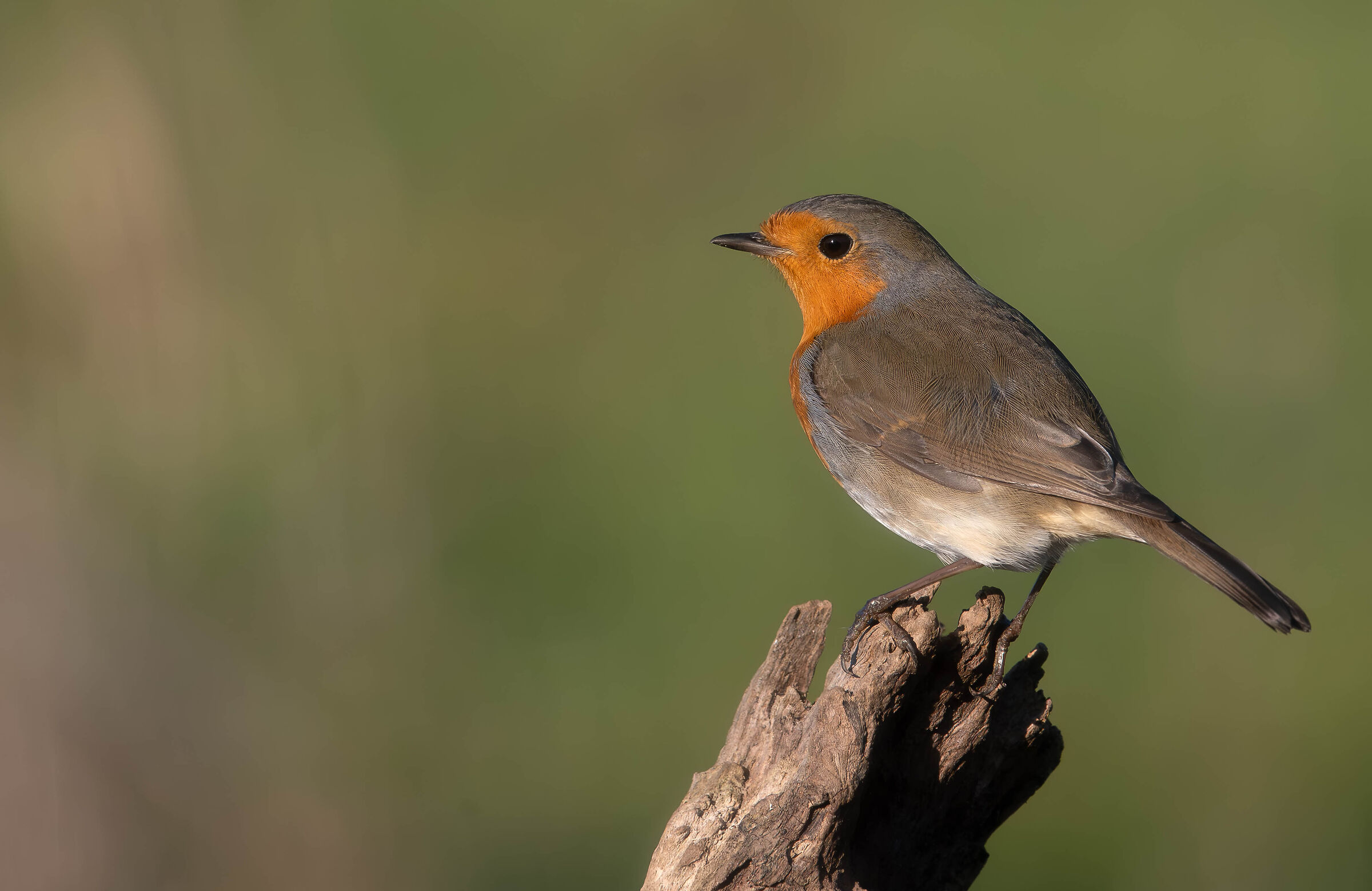 Spotted woodpecker #capannocora