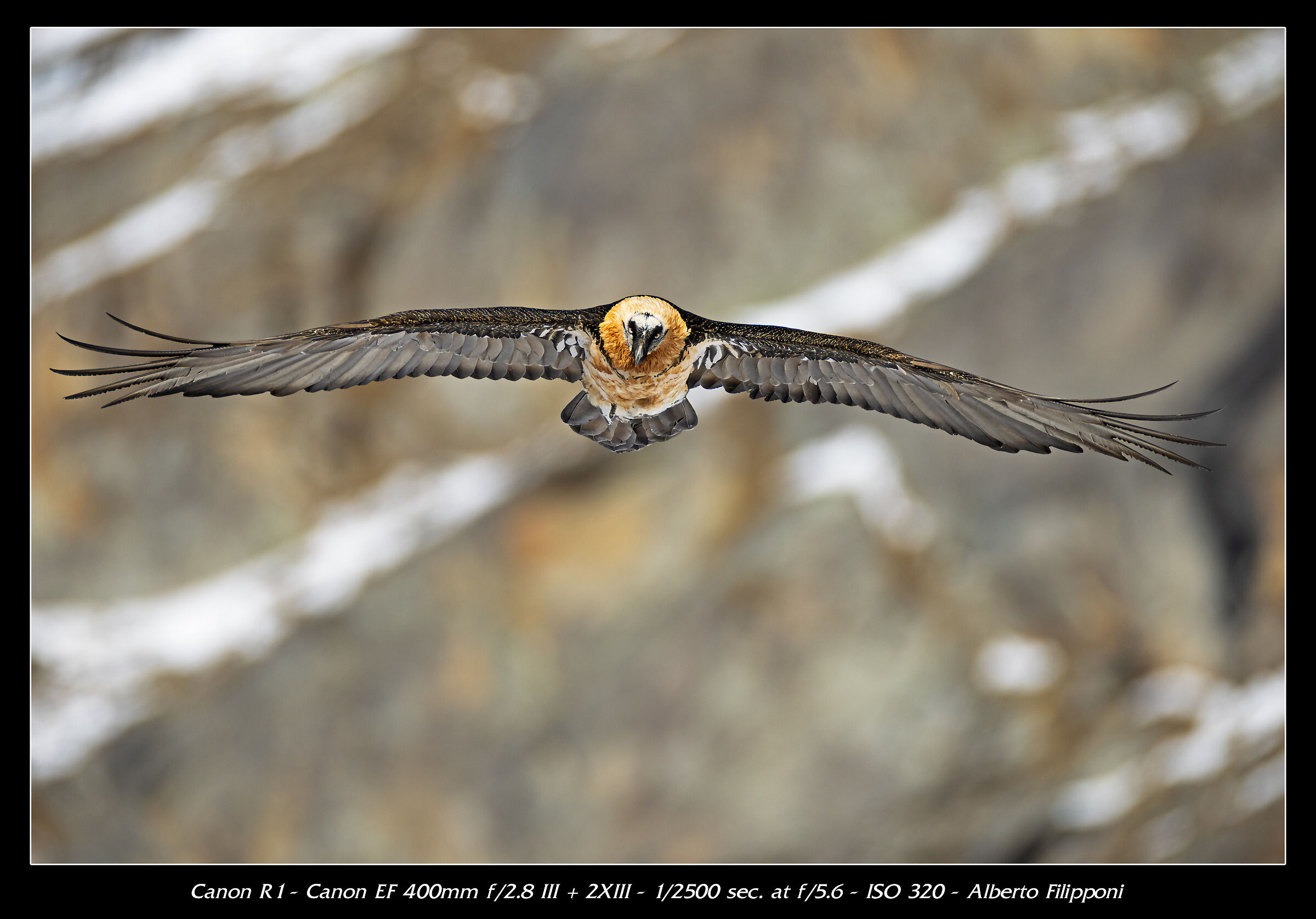 Bearded Vulture