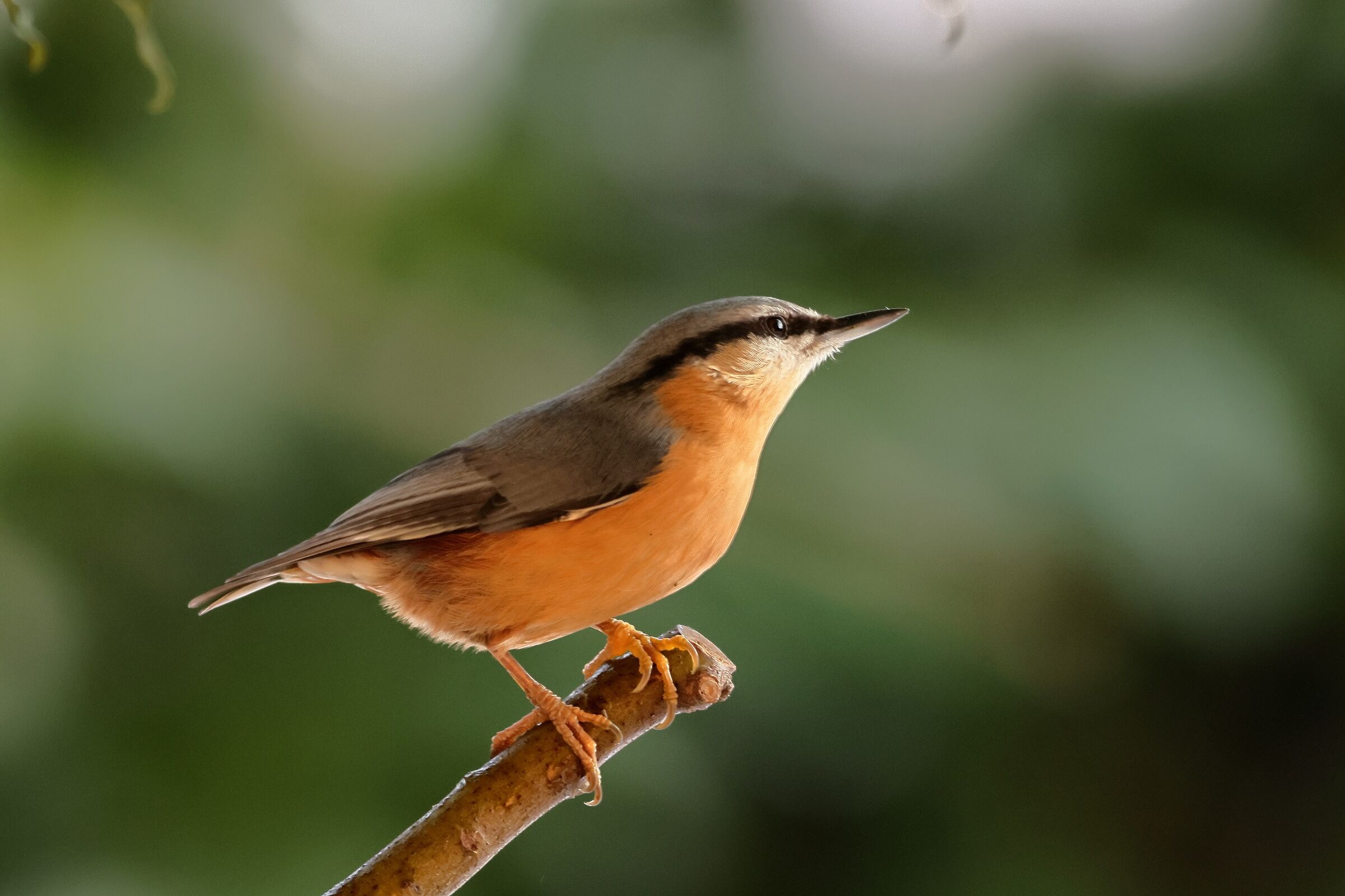 Nuthatch