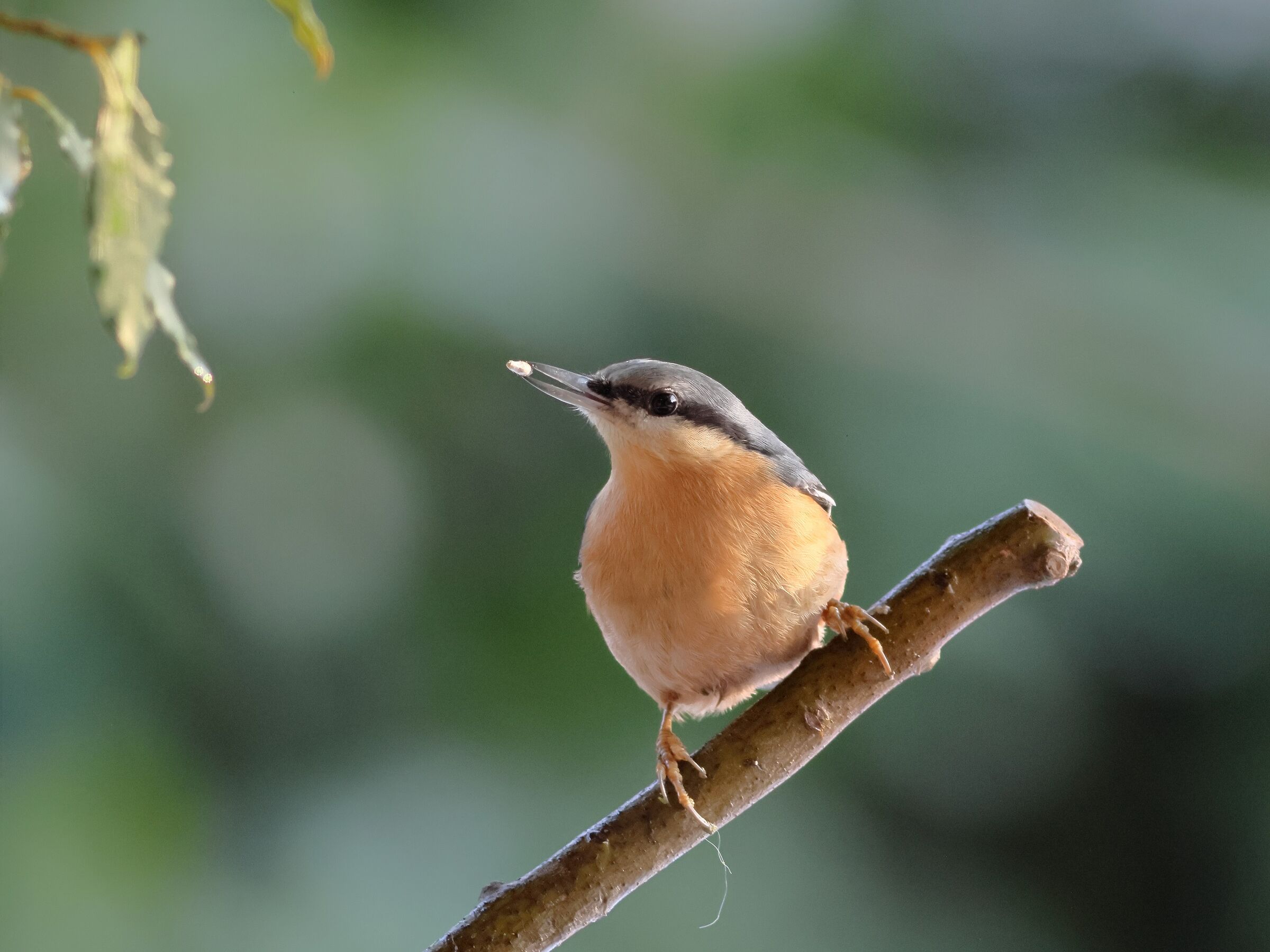 Nuthatch
