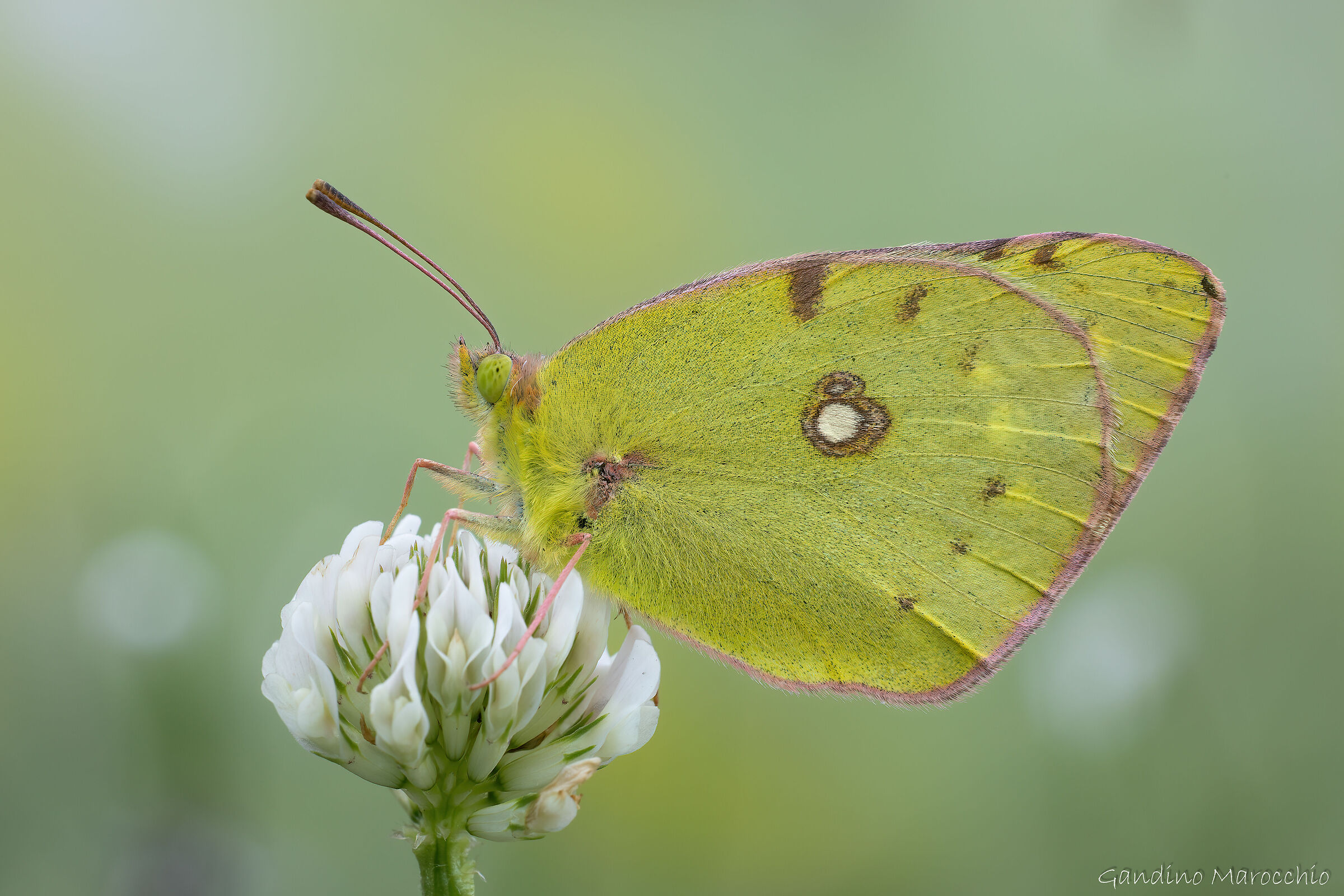 colias crocea