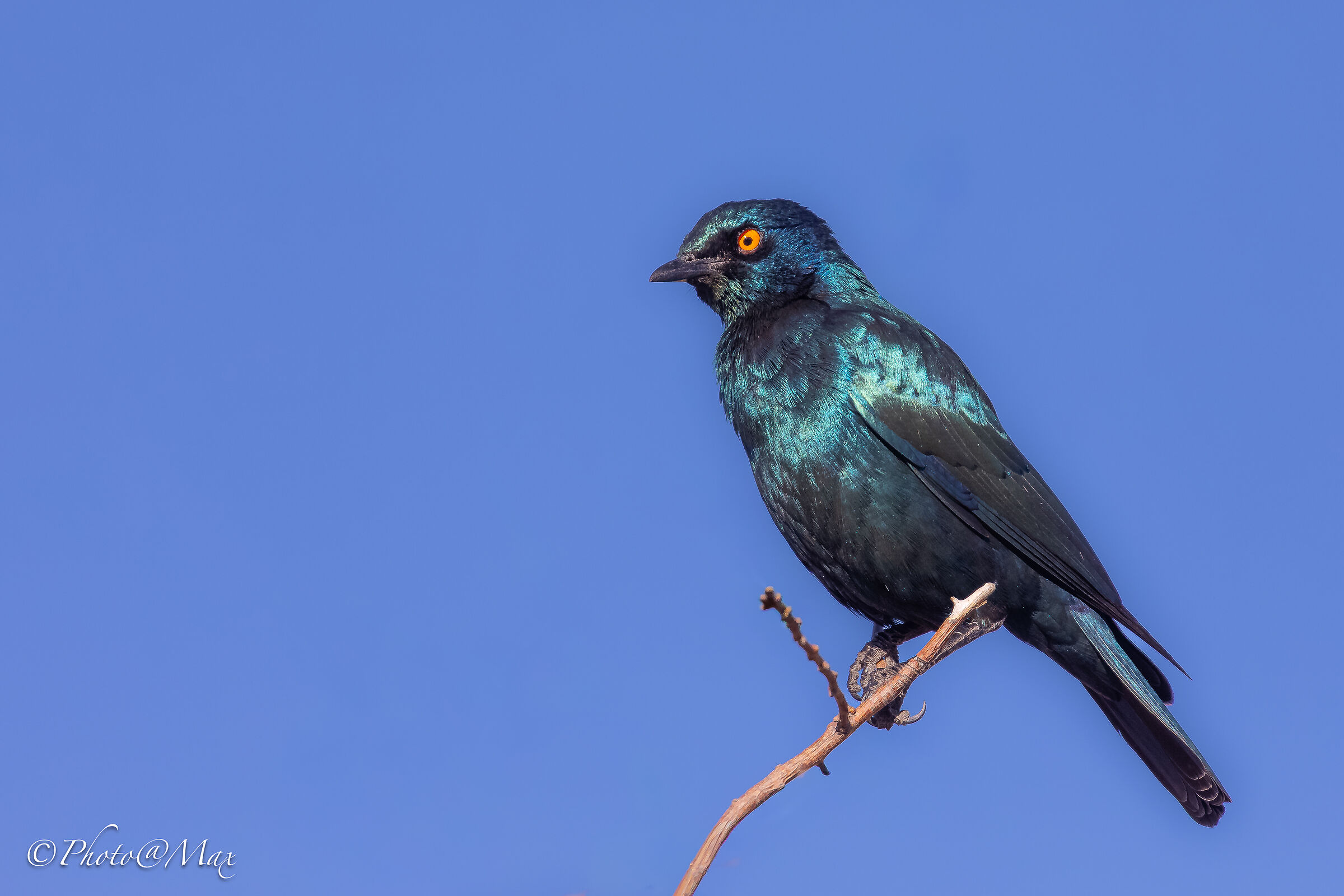 Cape Shining Starling