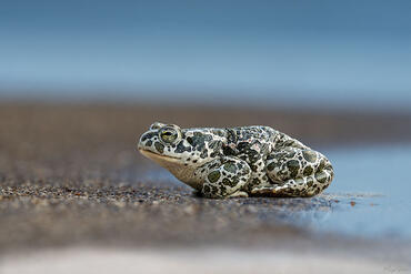 Bufo viridis