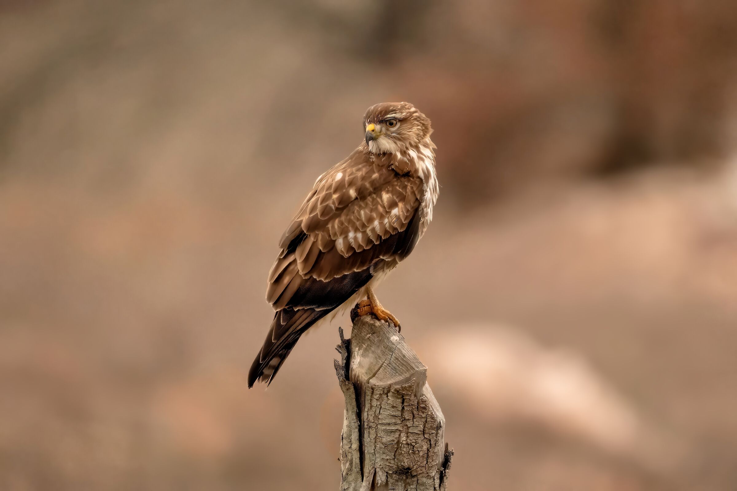 Poiana (Buteo buteo)