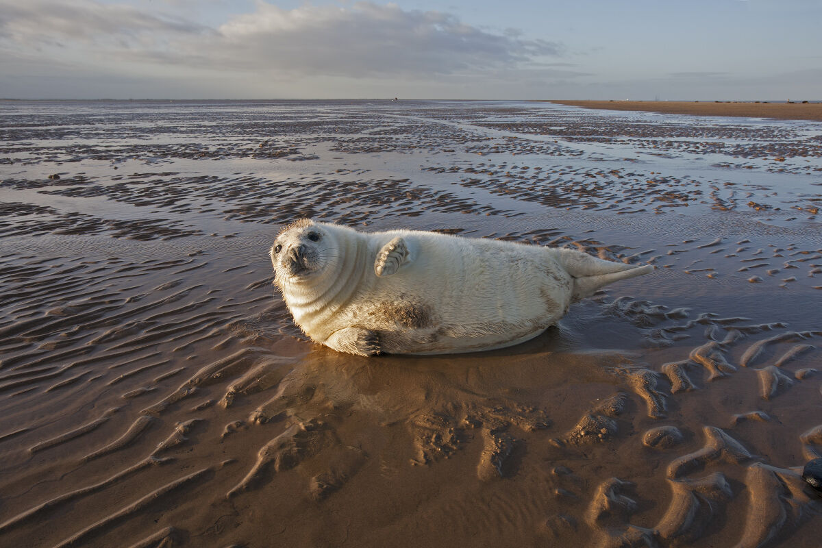 Cucciolo di foca grigia