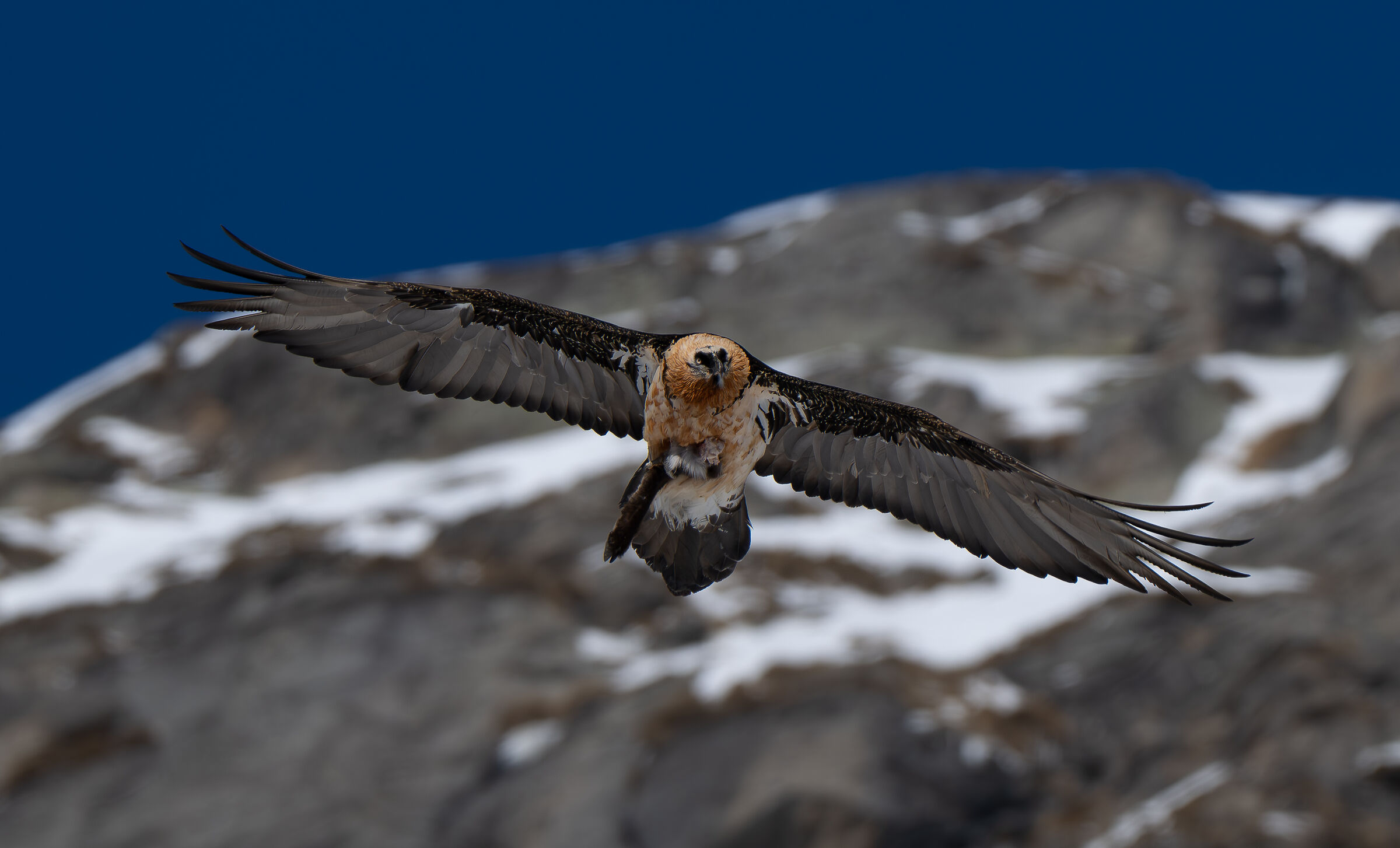 gipeto con zampa di camoscio