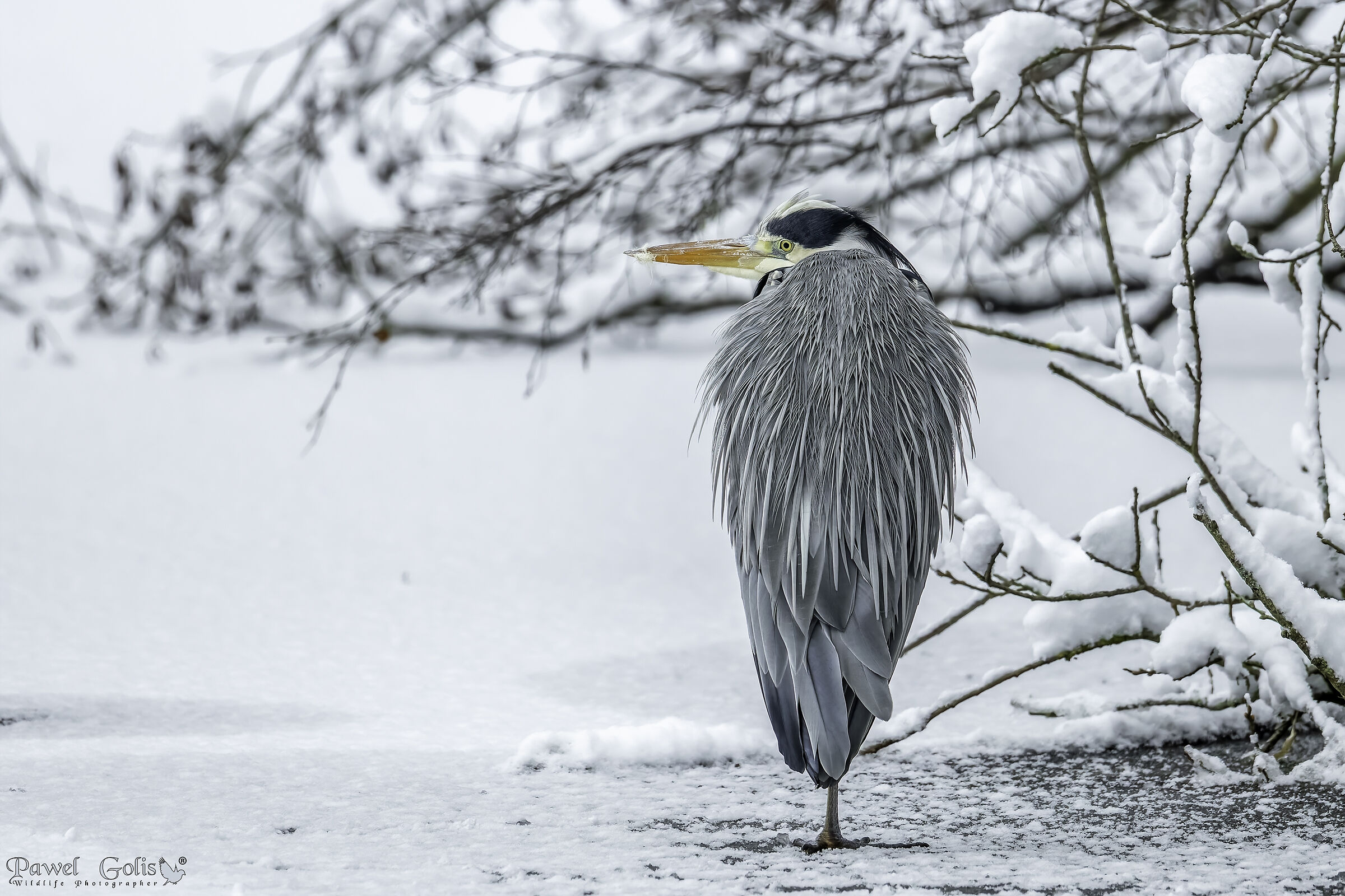 Grey heron (Ardea cinerea)