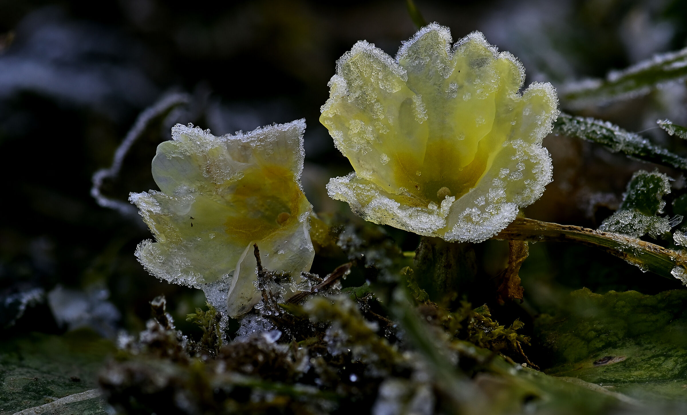 In fiore tutto l'anno