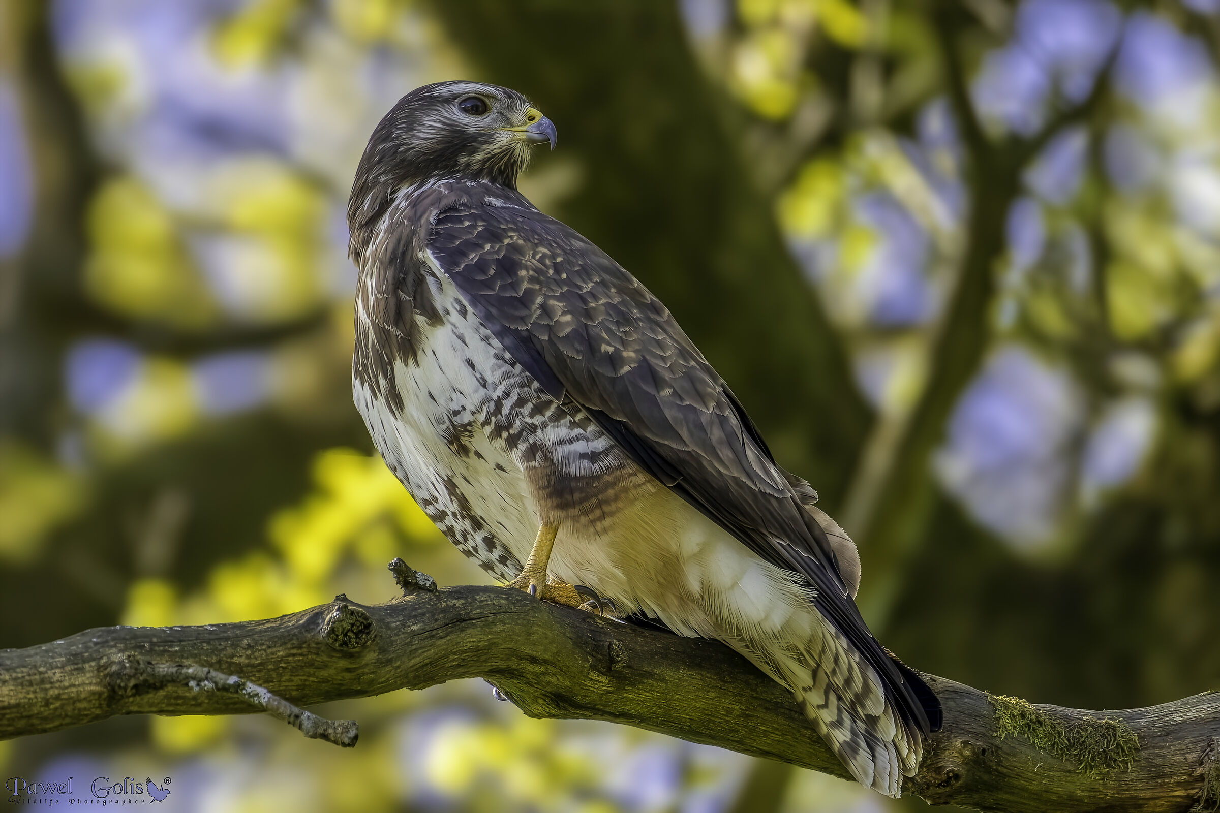 Buzzard (Buteo buteo)