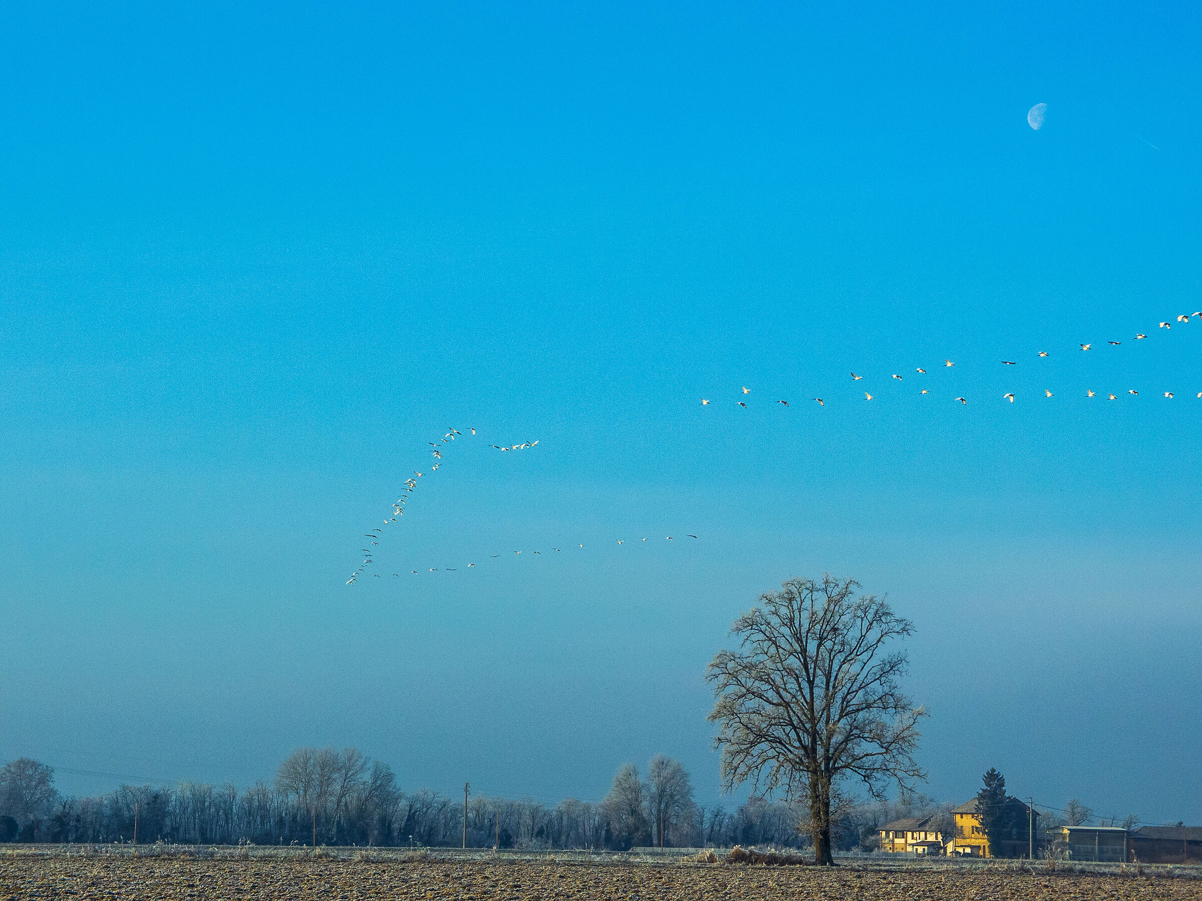 Migrazione invernale