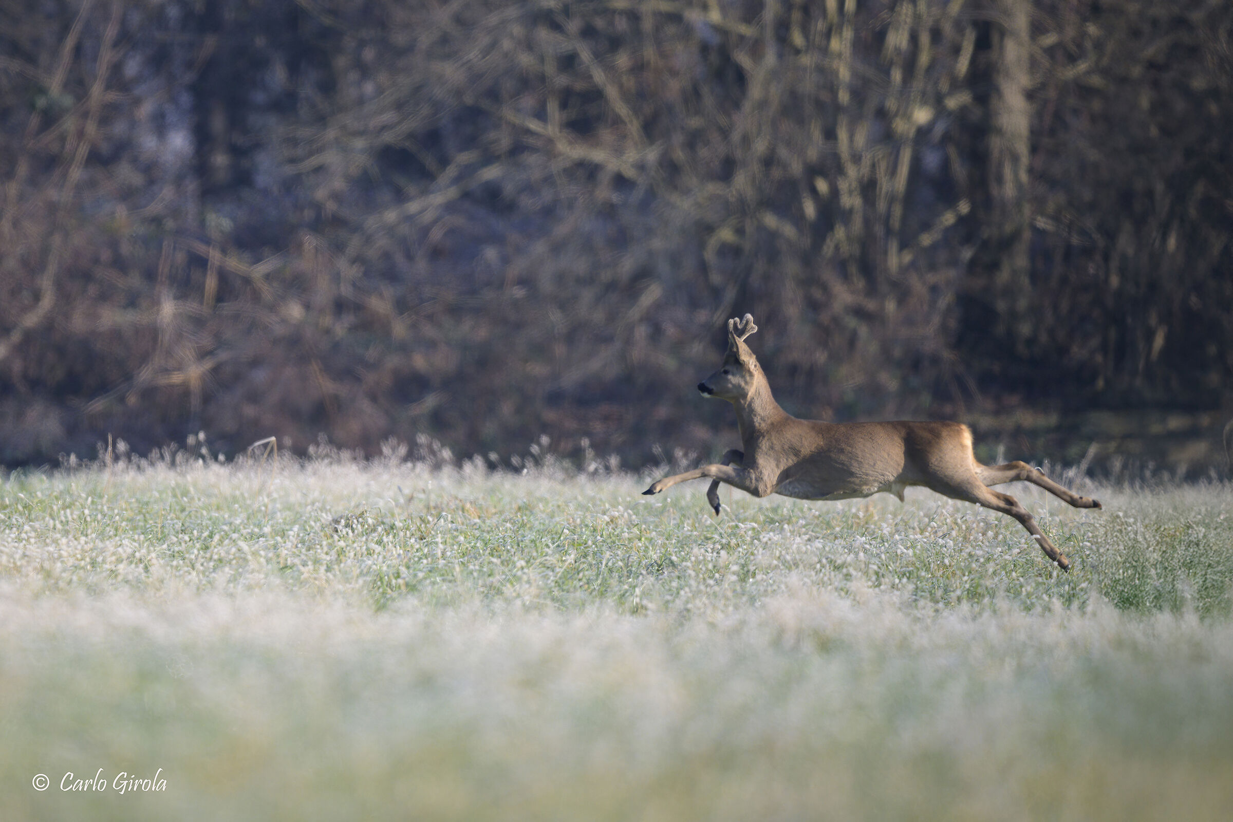 Capriolo (Capreolus capreolus)