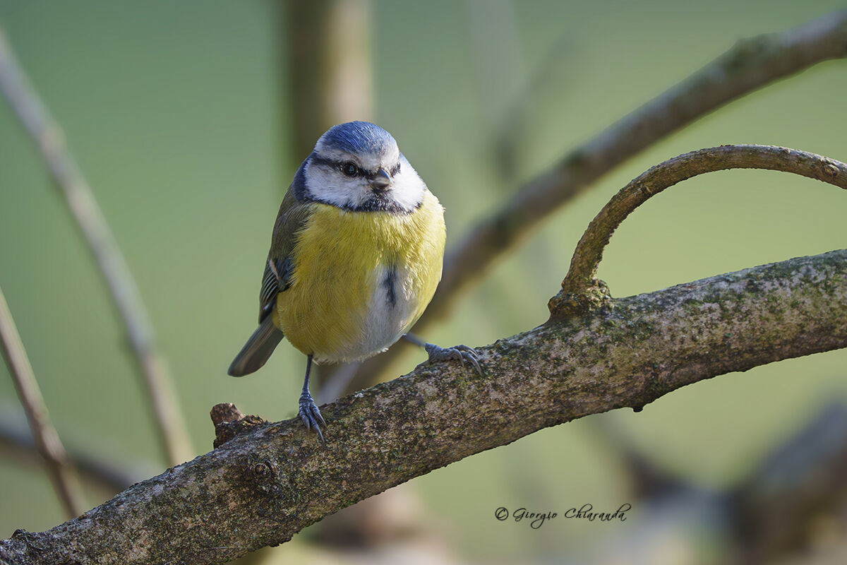Cinciarella (Cyanistes caeruleus)