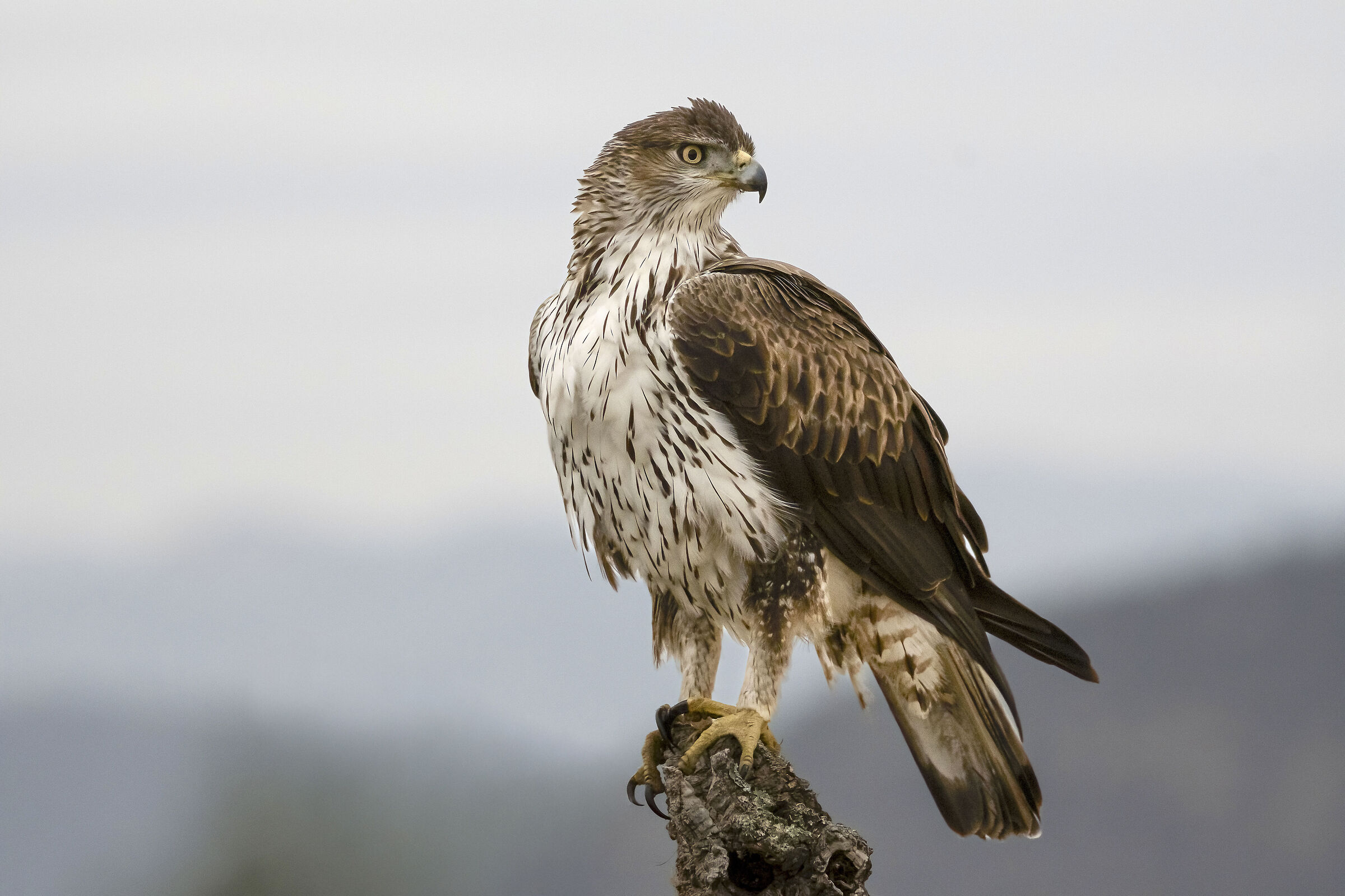 Bonelli's Eagle (Aquila fasciata)