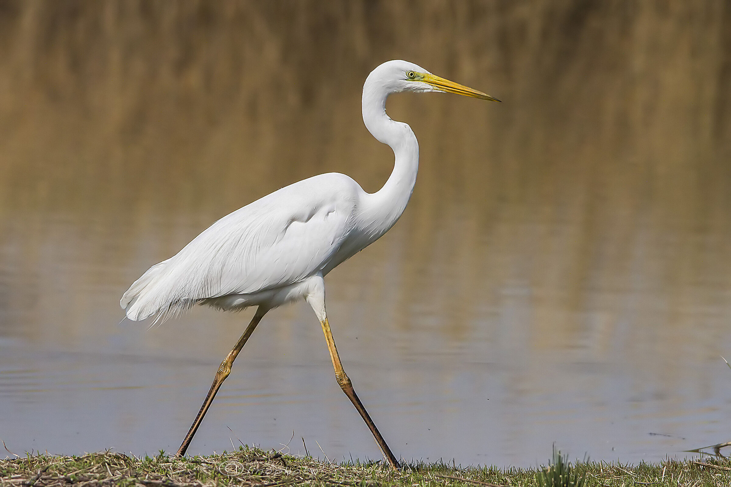 Airone bianco maggiore (Ardea Alba)