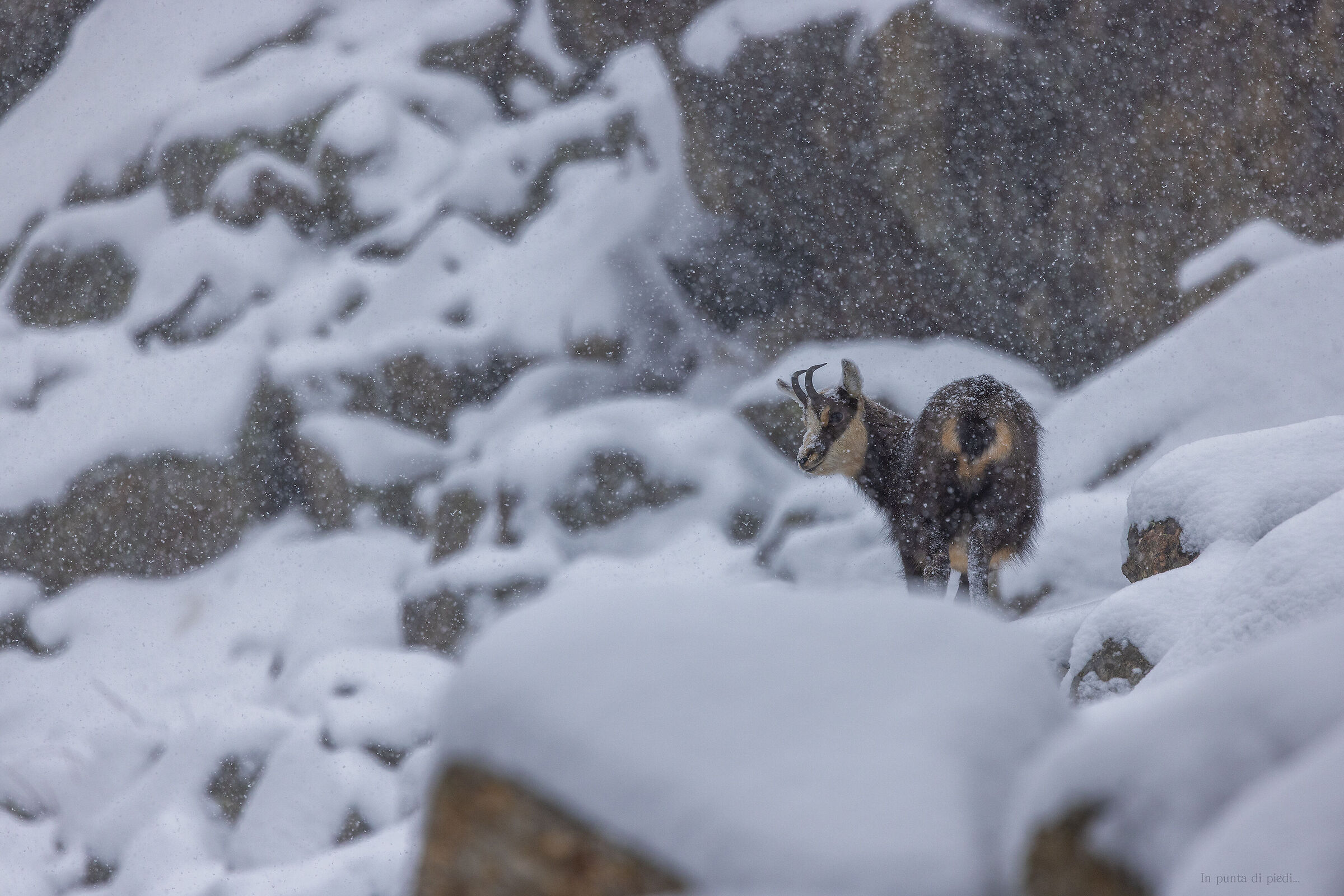 malformation alpine chamois...