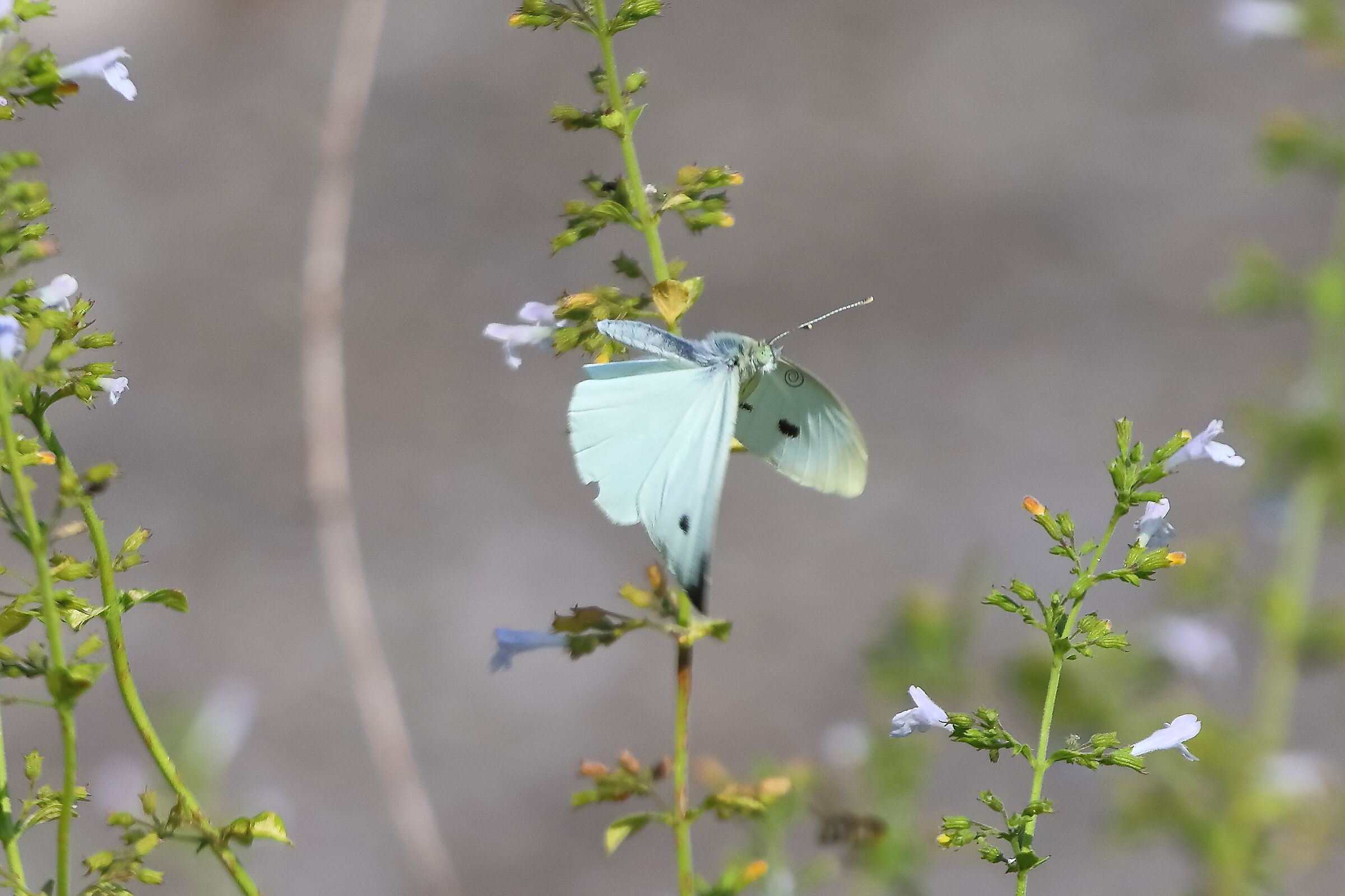 Cavolaia M 18 agosto 2025 - 0086