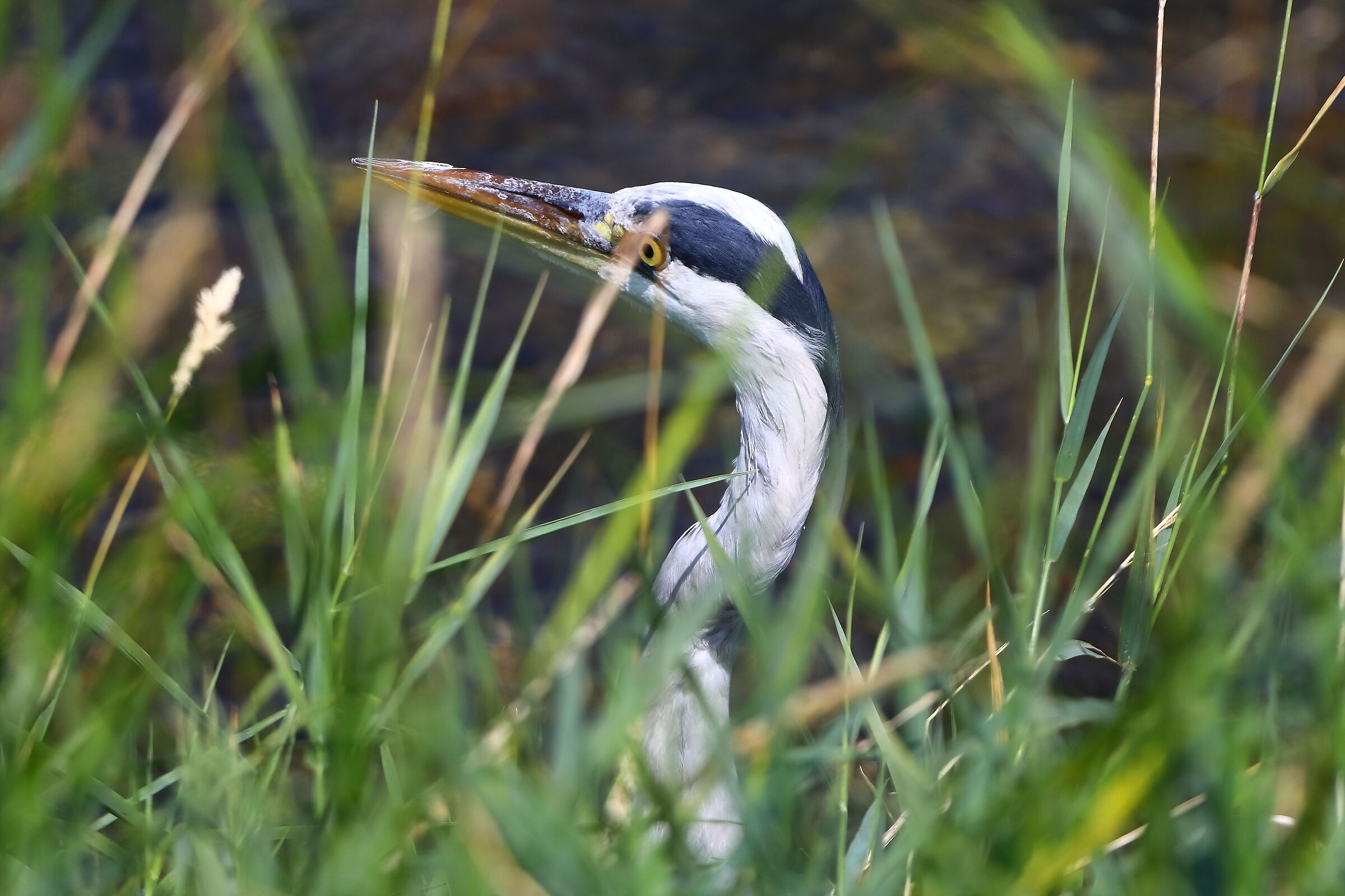 Cenerino 18 agosto 2025 - 0090