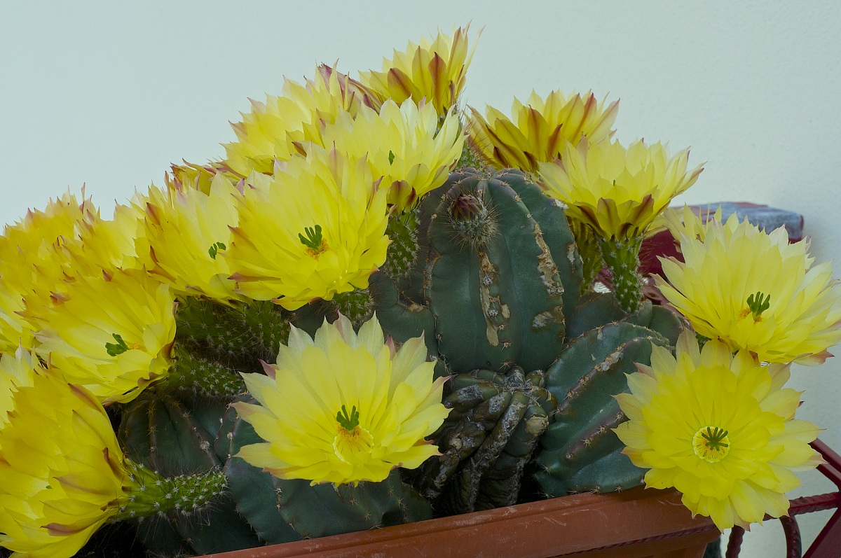 echinopsis fiori gialli
