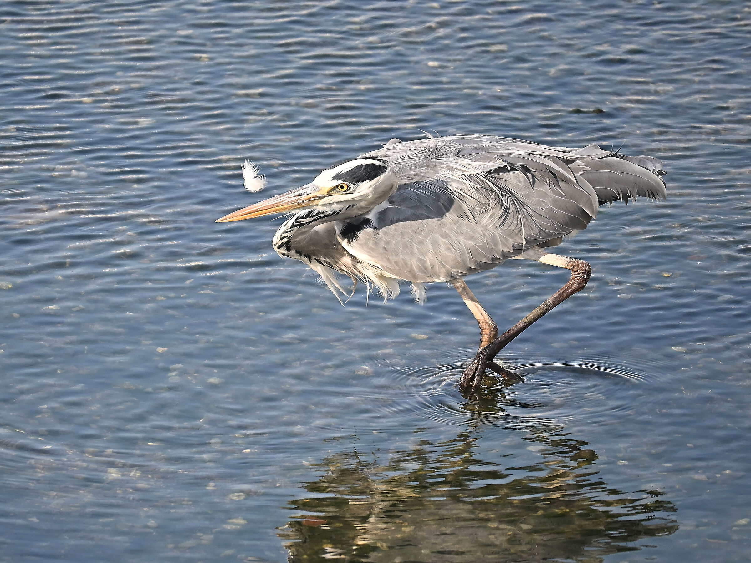 Grey Heron
