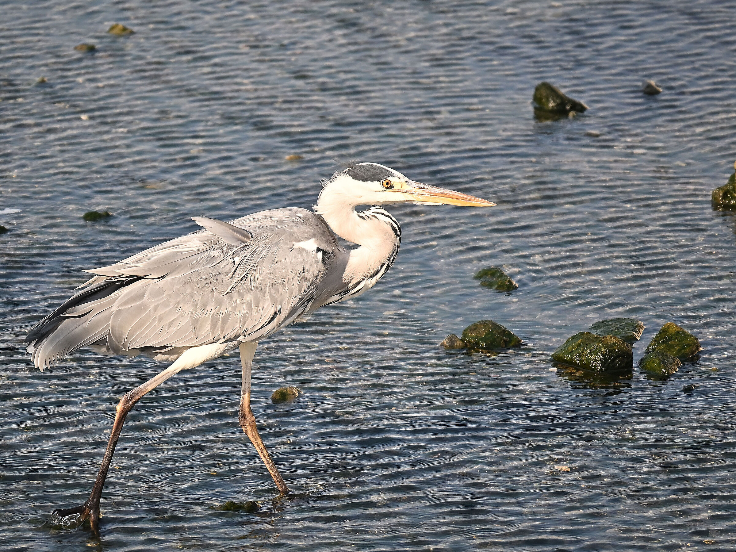 Grey Heron