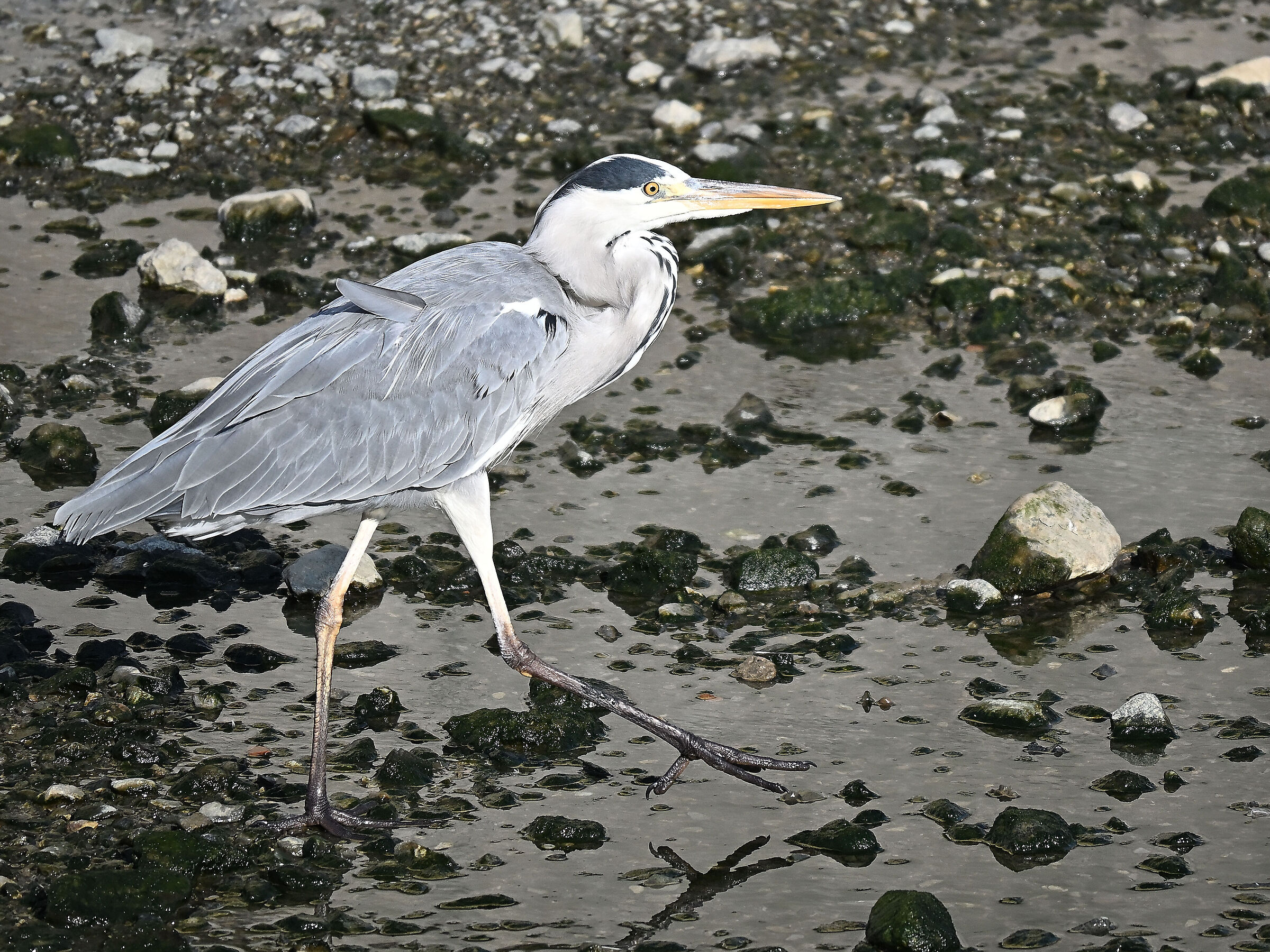 Grey Heron
