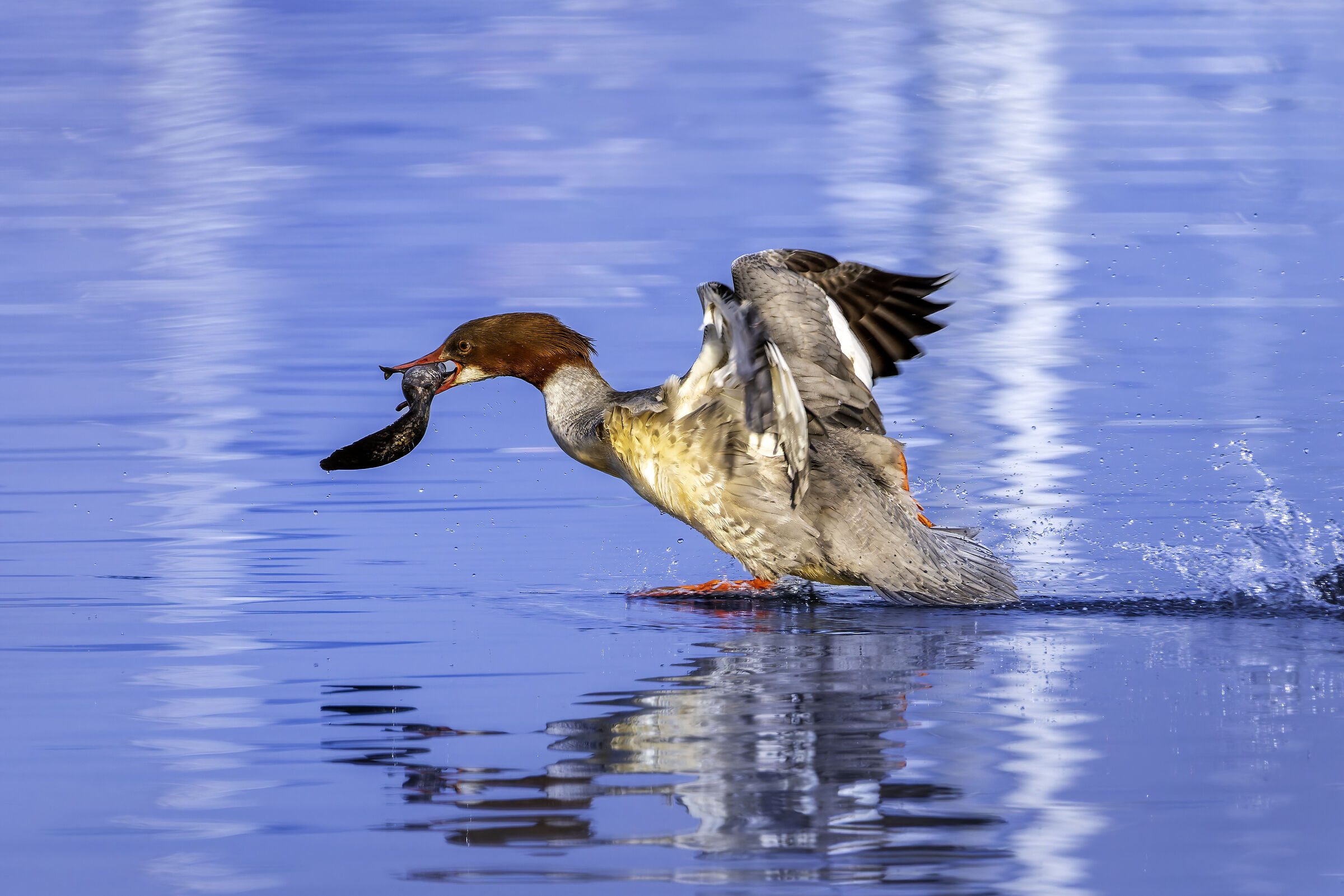 Mergus merganser with prey (nice big)