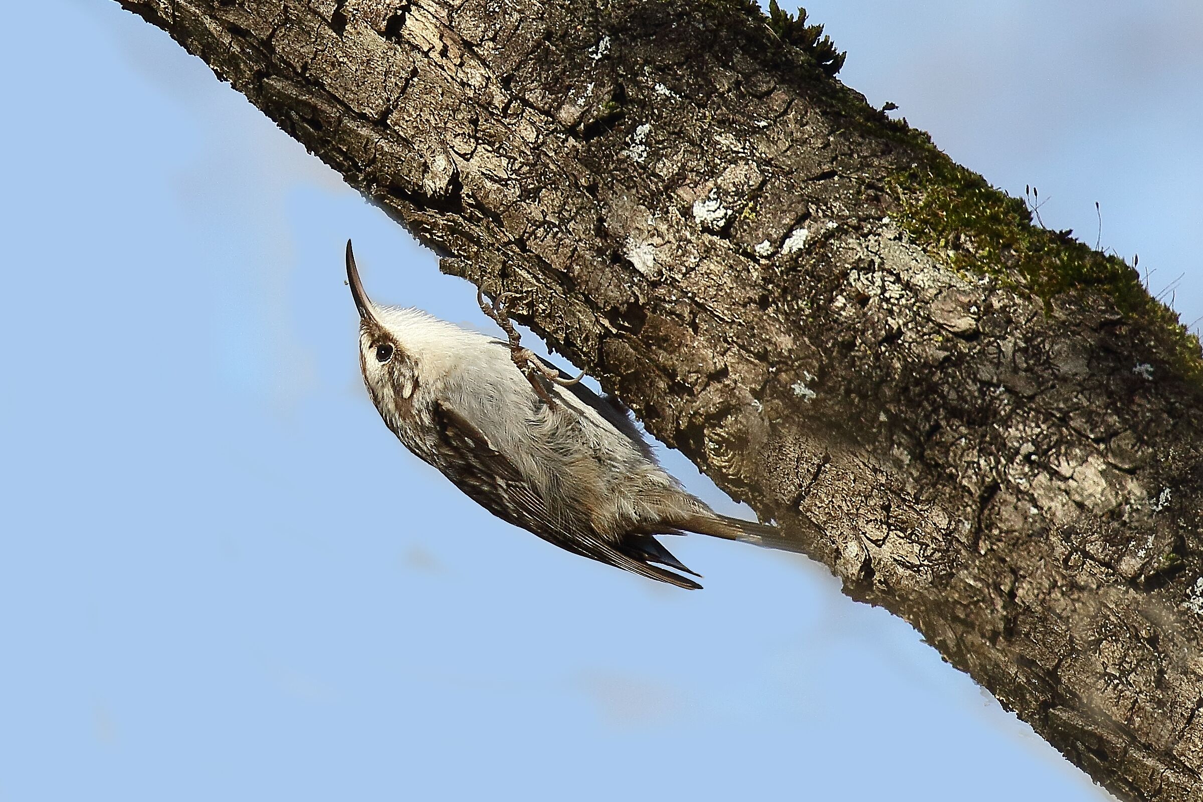 Common Treecreeper