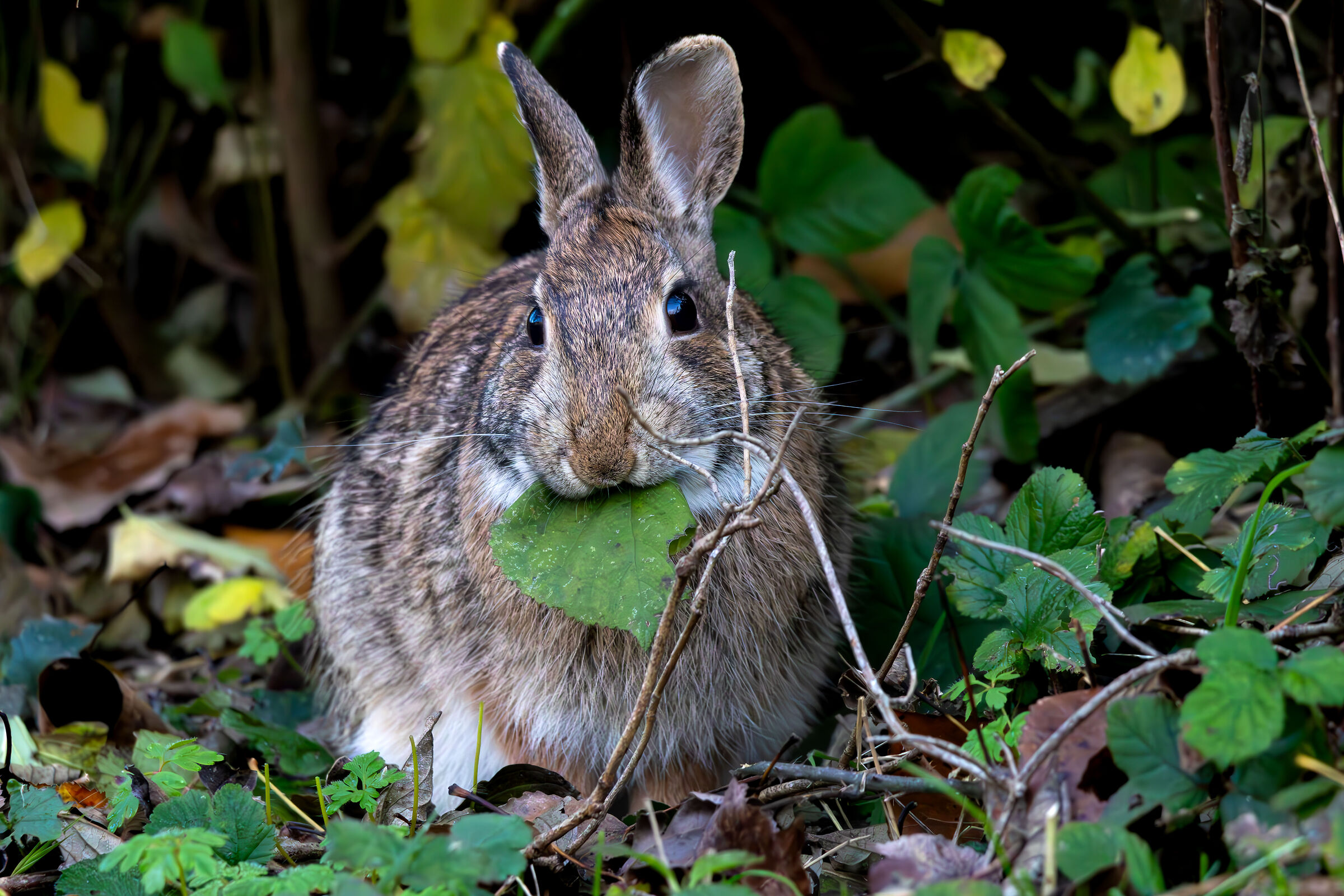 Hungry Eastern Cottontail