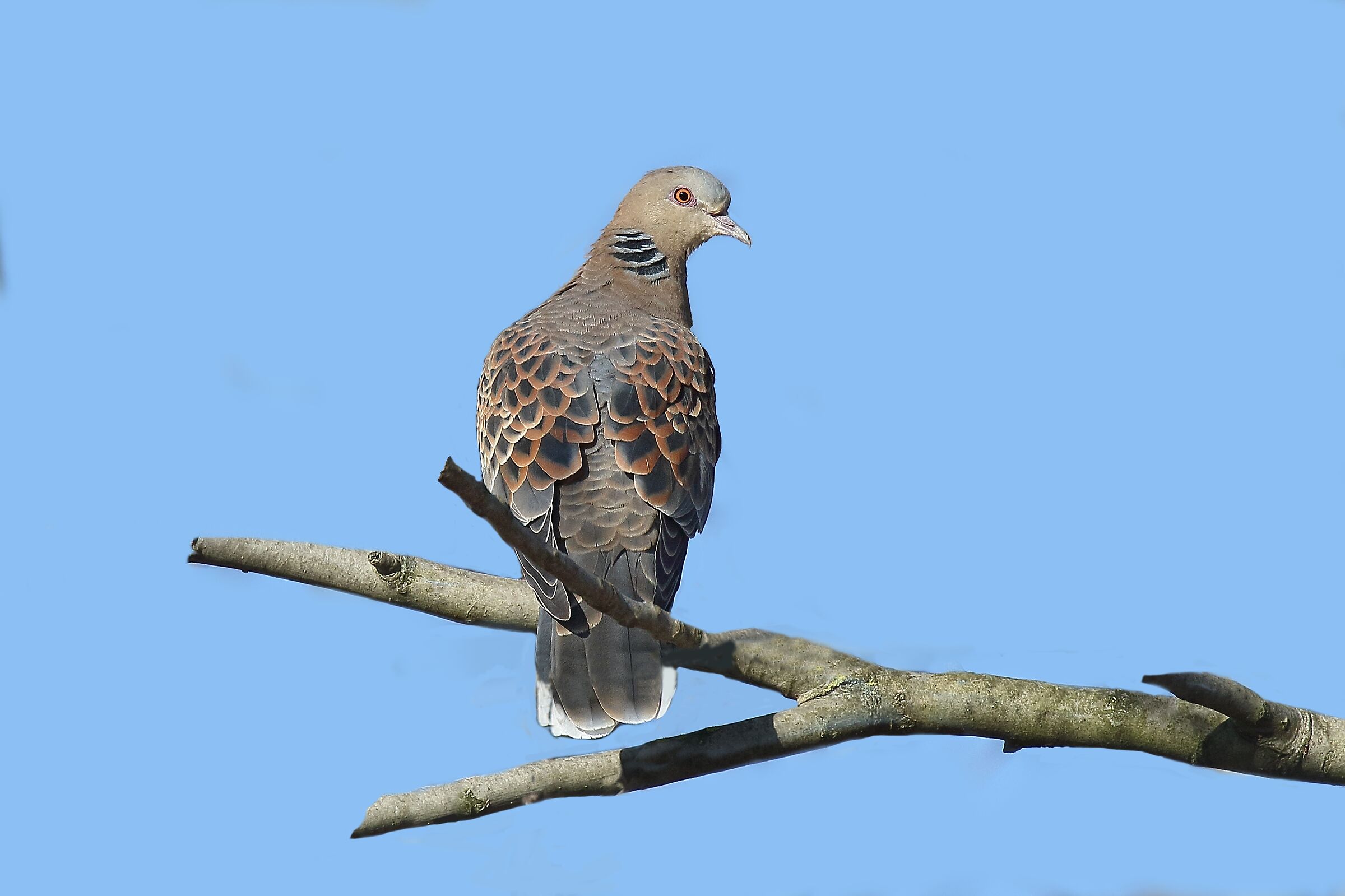 Oriental dove