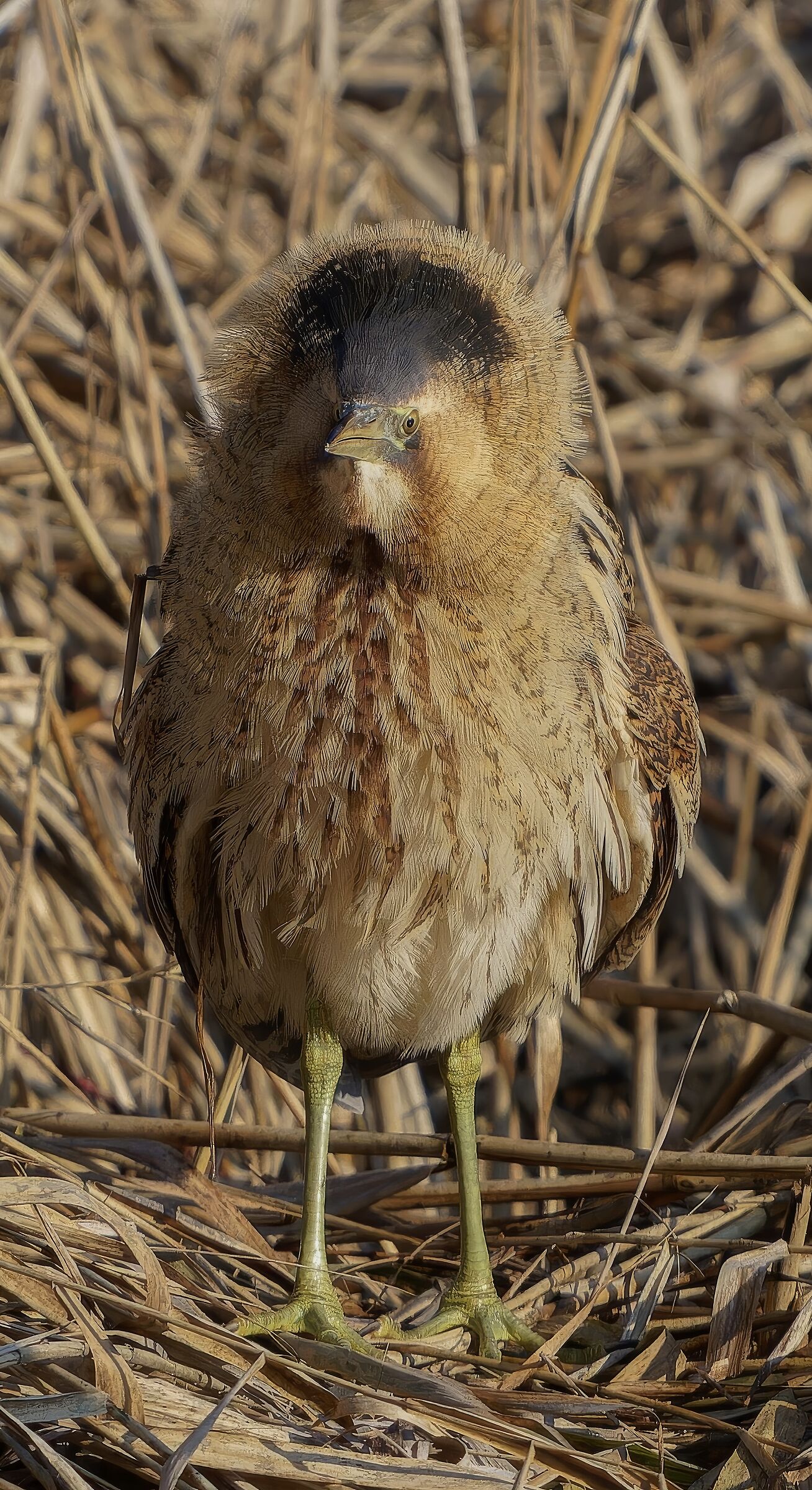 Bittern