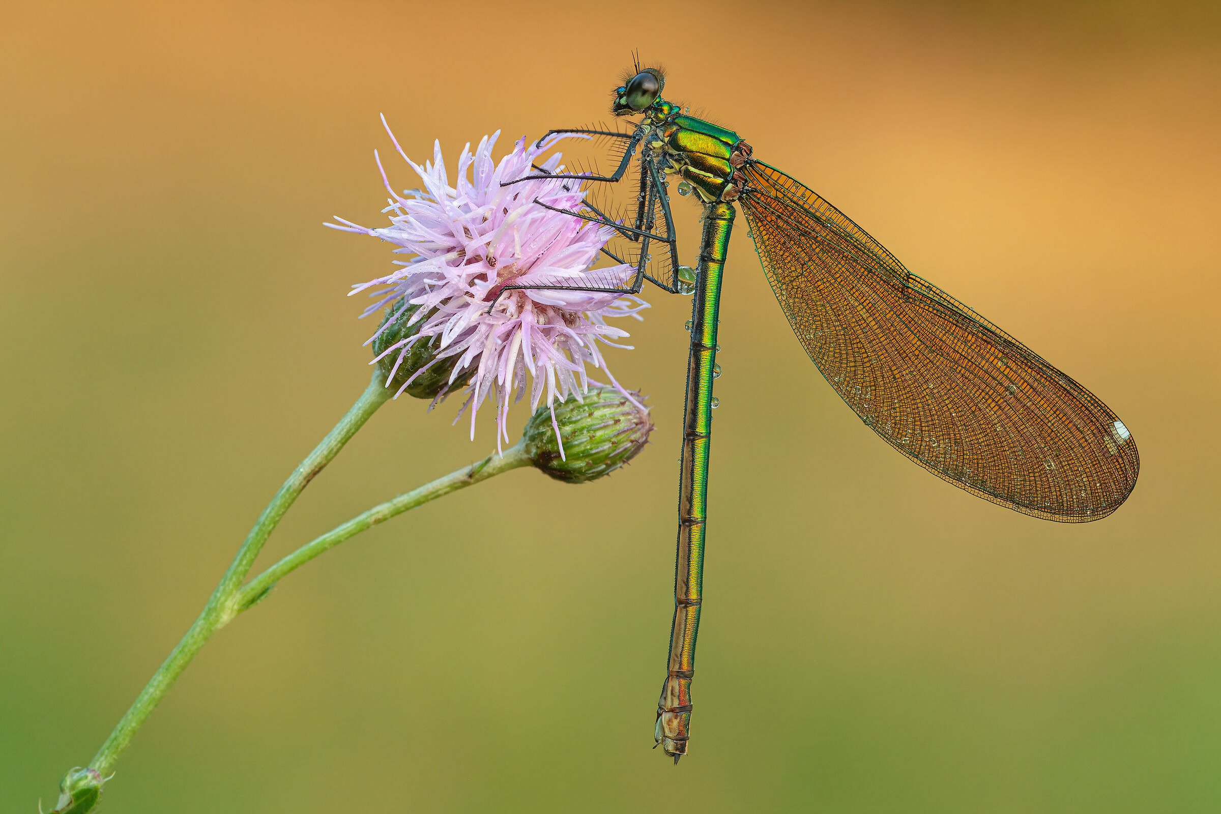 Calopteryx splendens