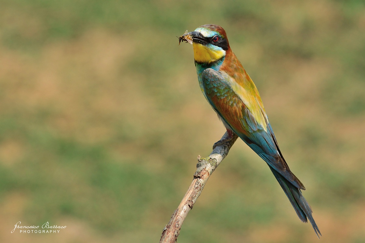 Bee-eater