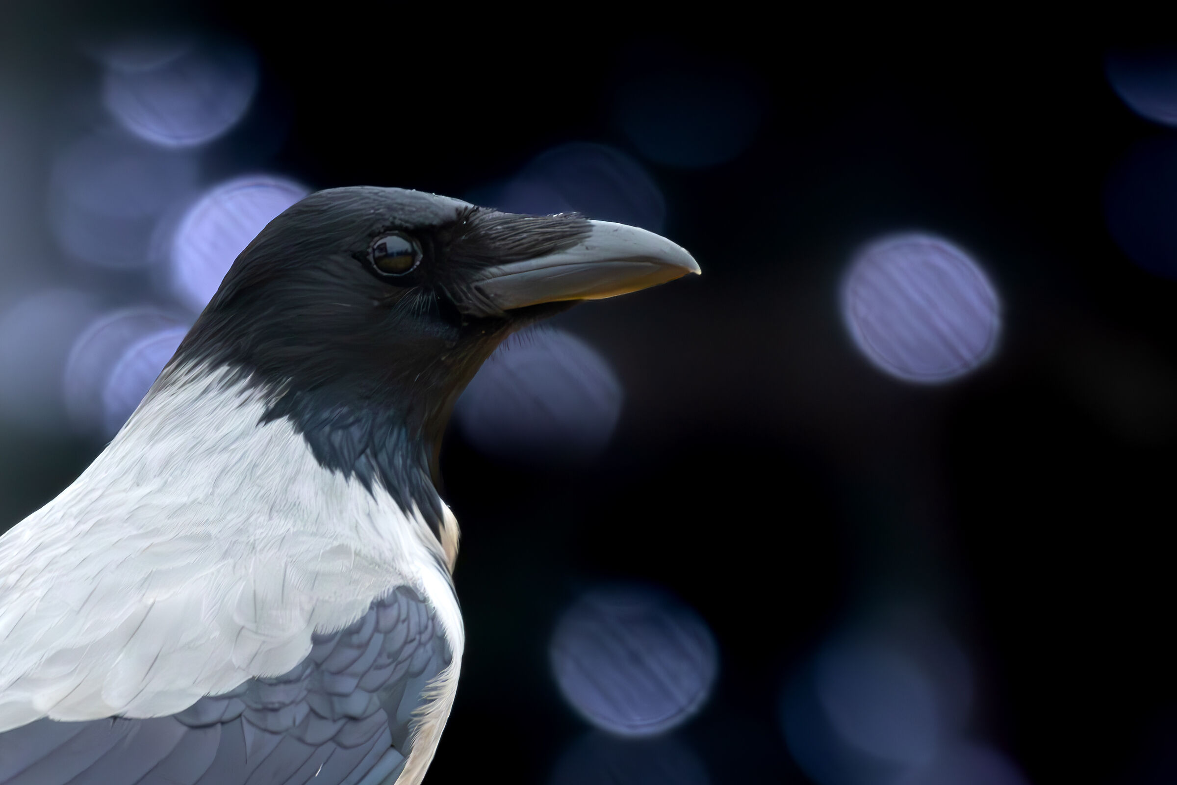 Close-up of the Crow