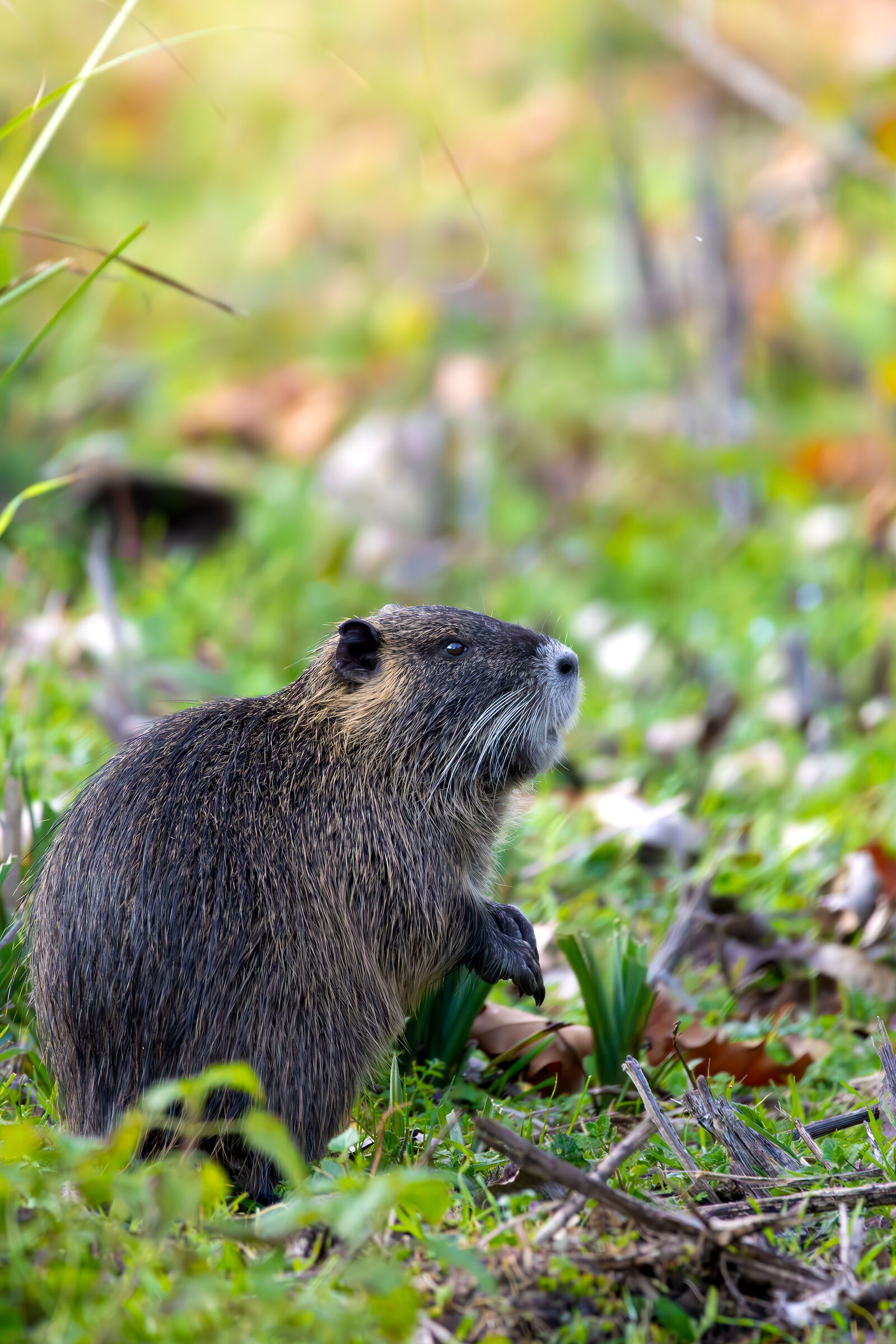 Nutria al vostro servizio