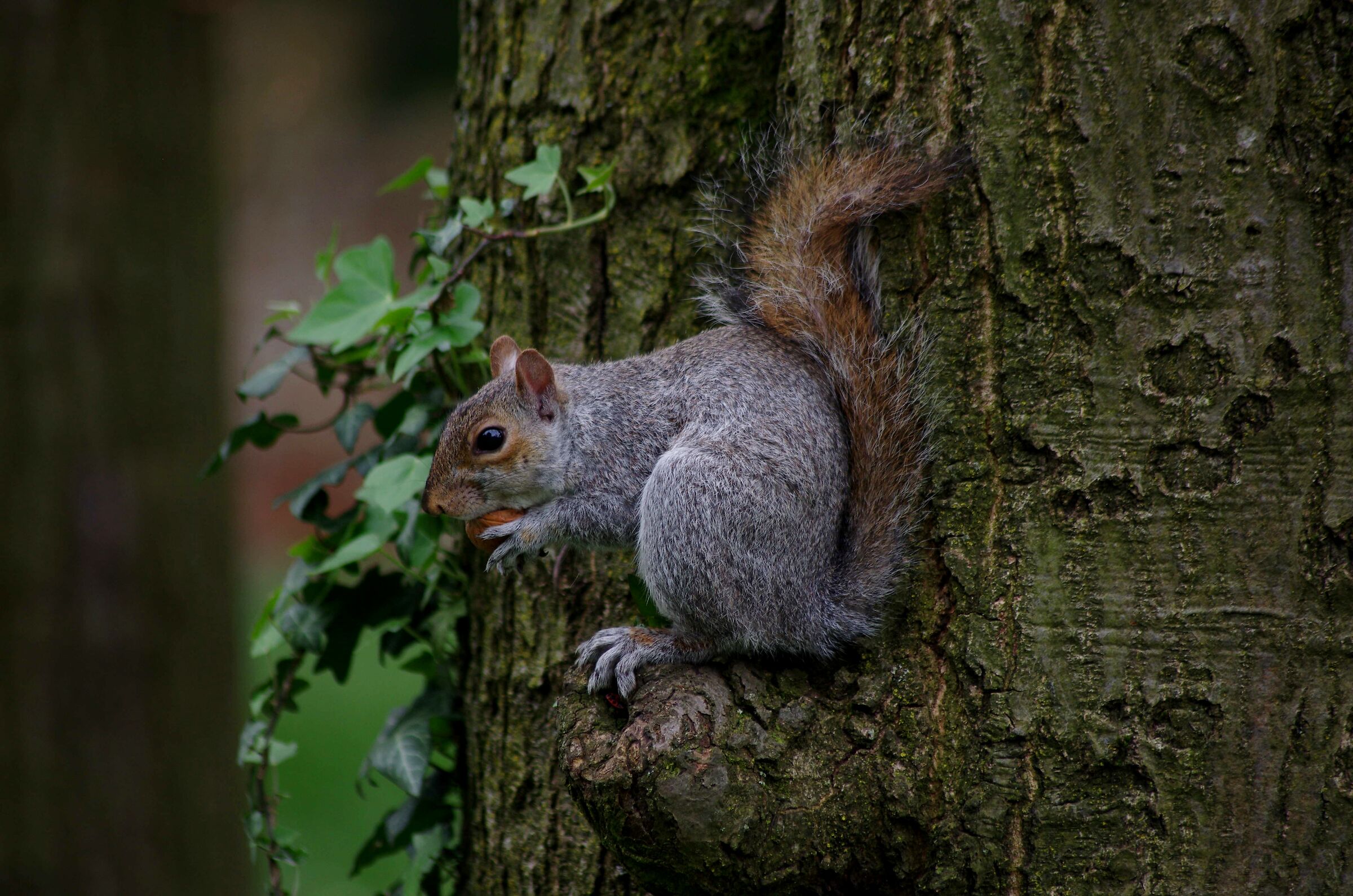 Scoiattolo grigio e Noce